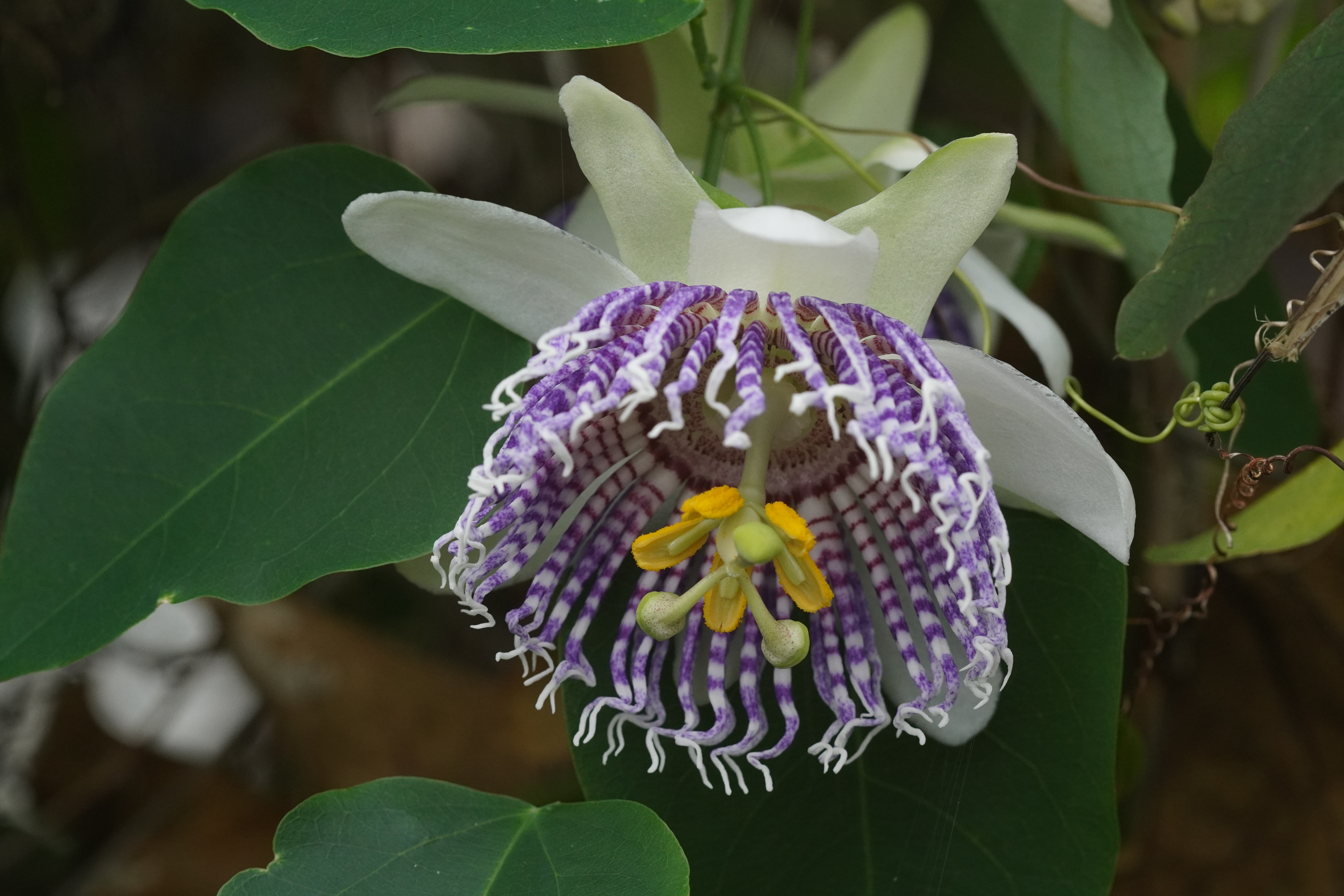 Passiflora actinia