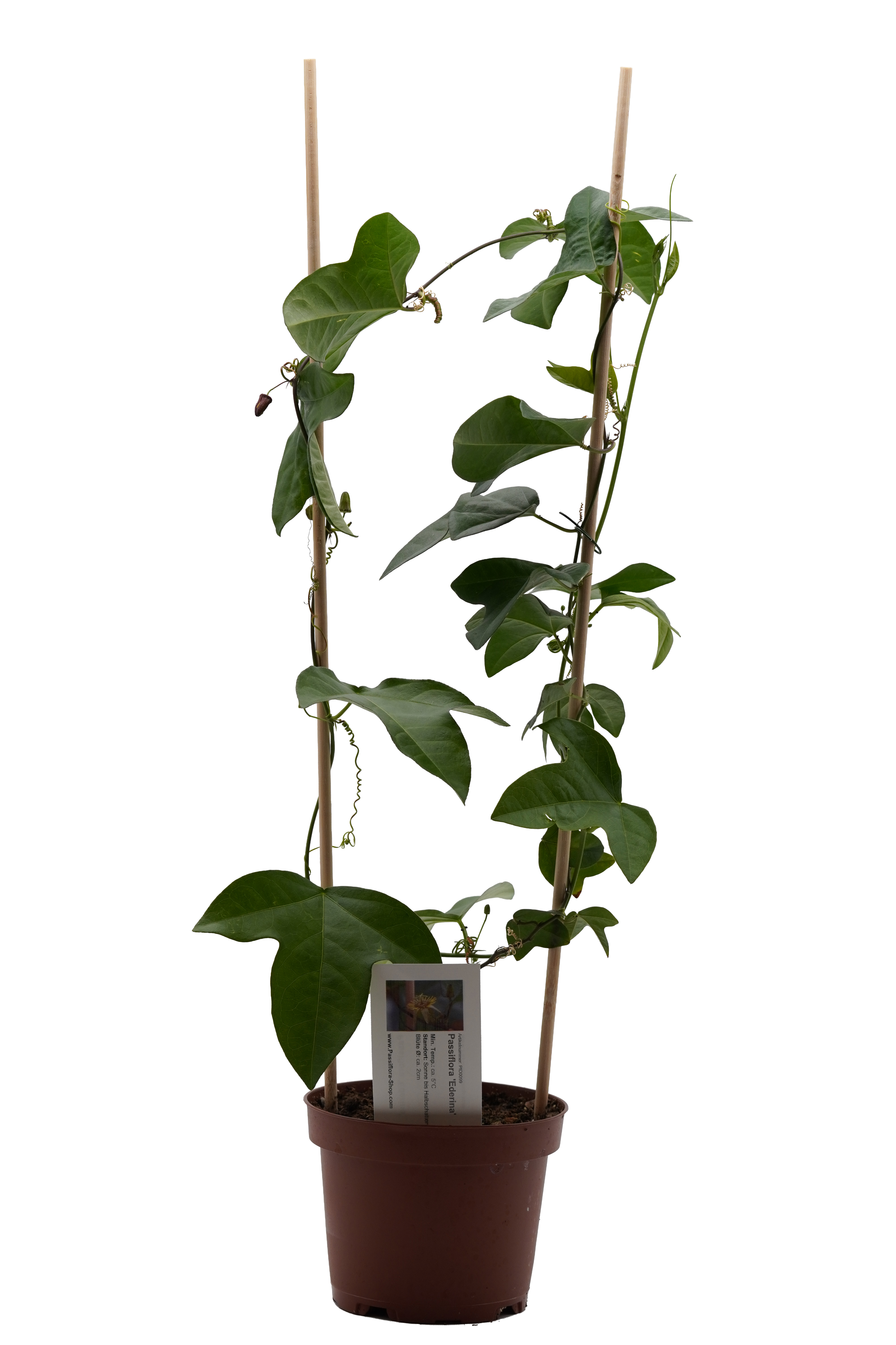 Passiflora 'Ederina'