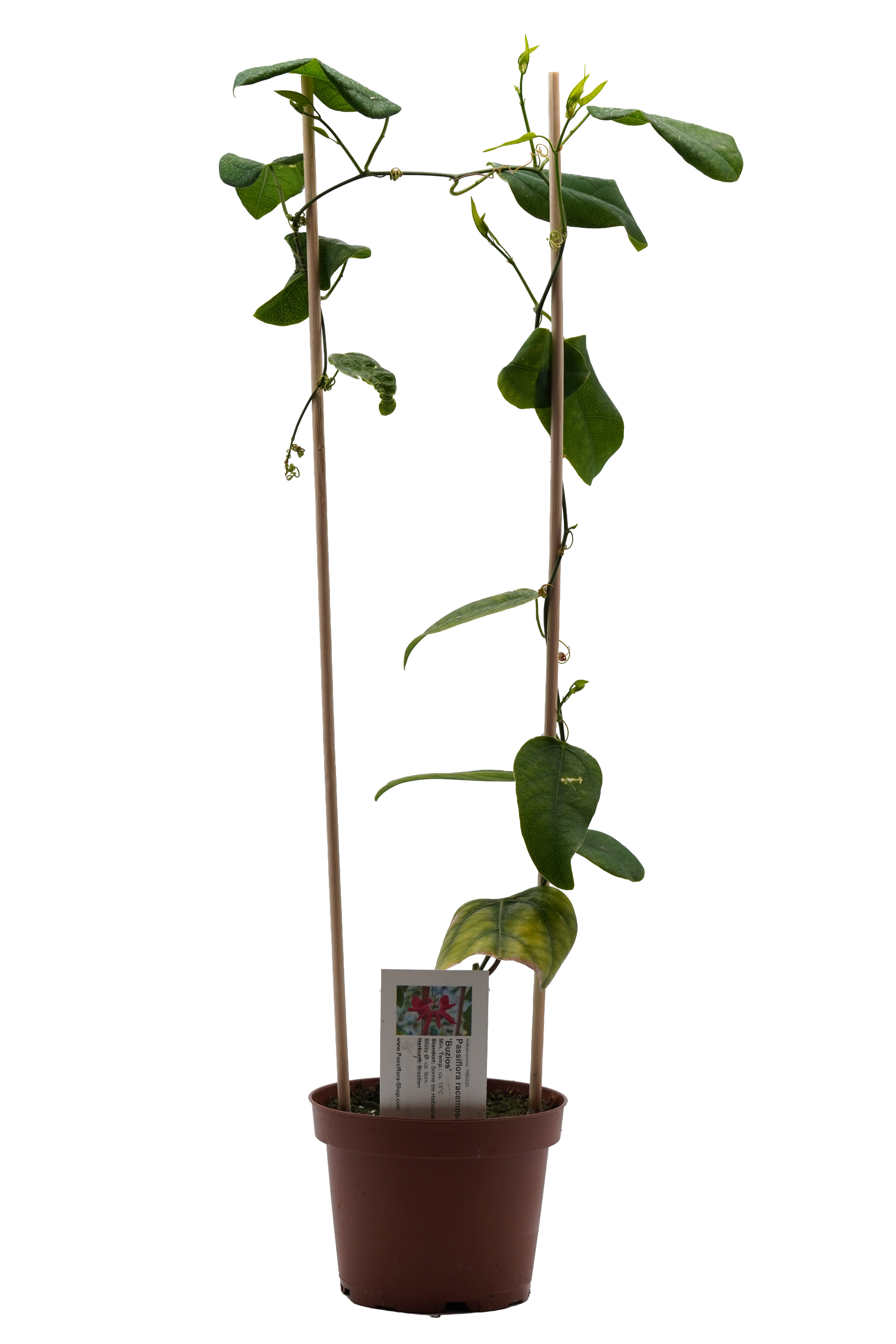 Passiflora princeps 'Buzios'