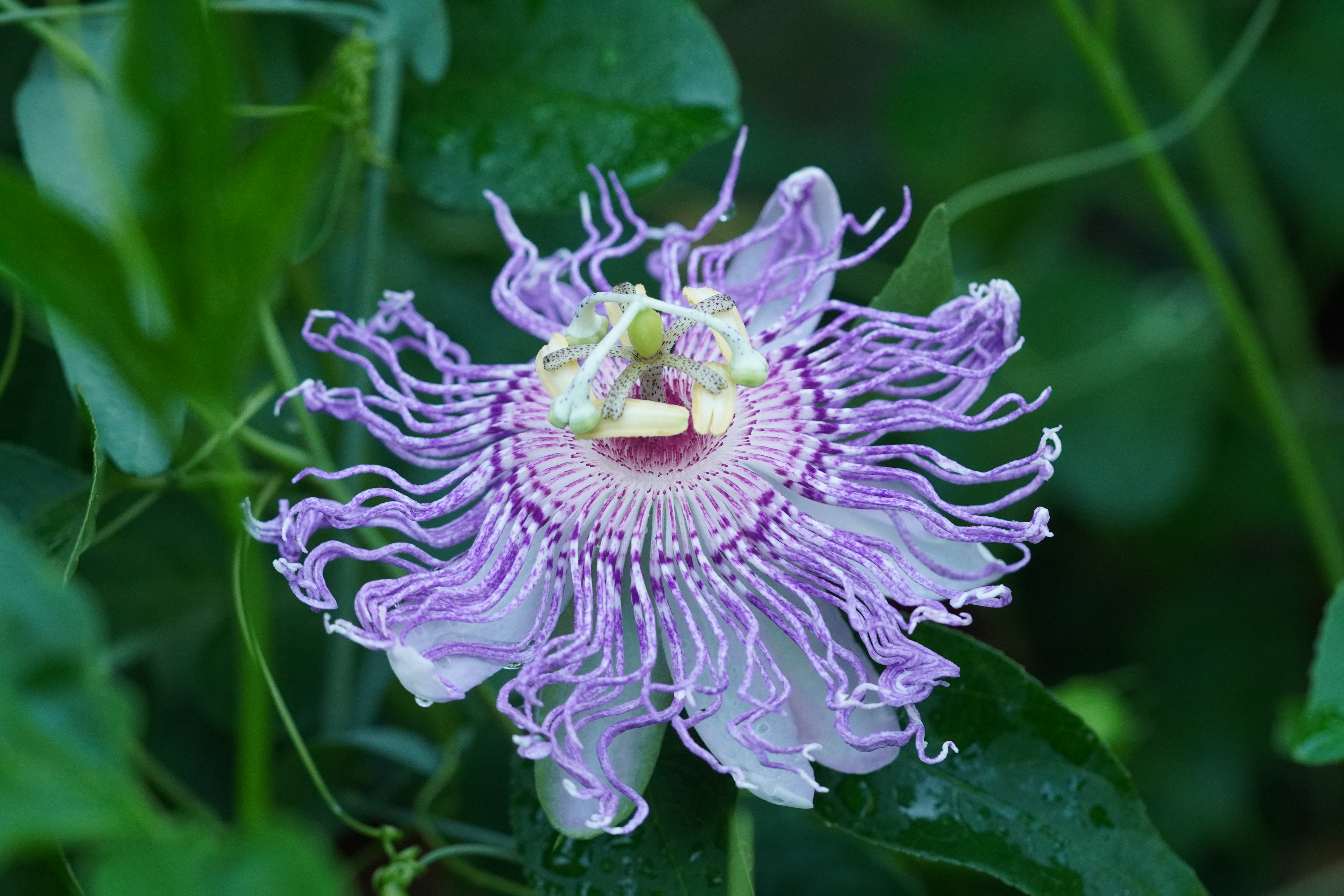 Passiflora incarnata