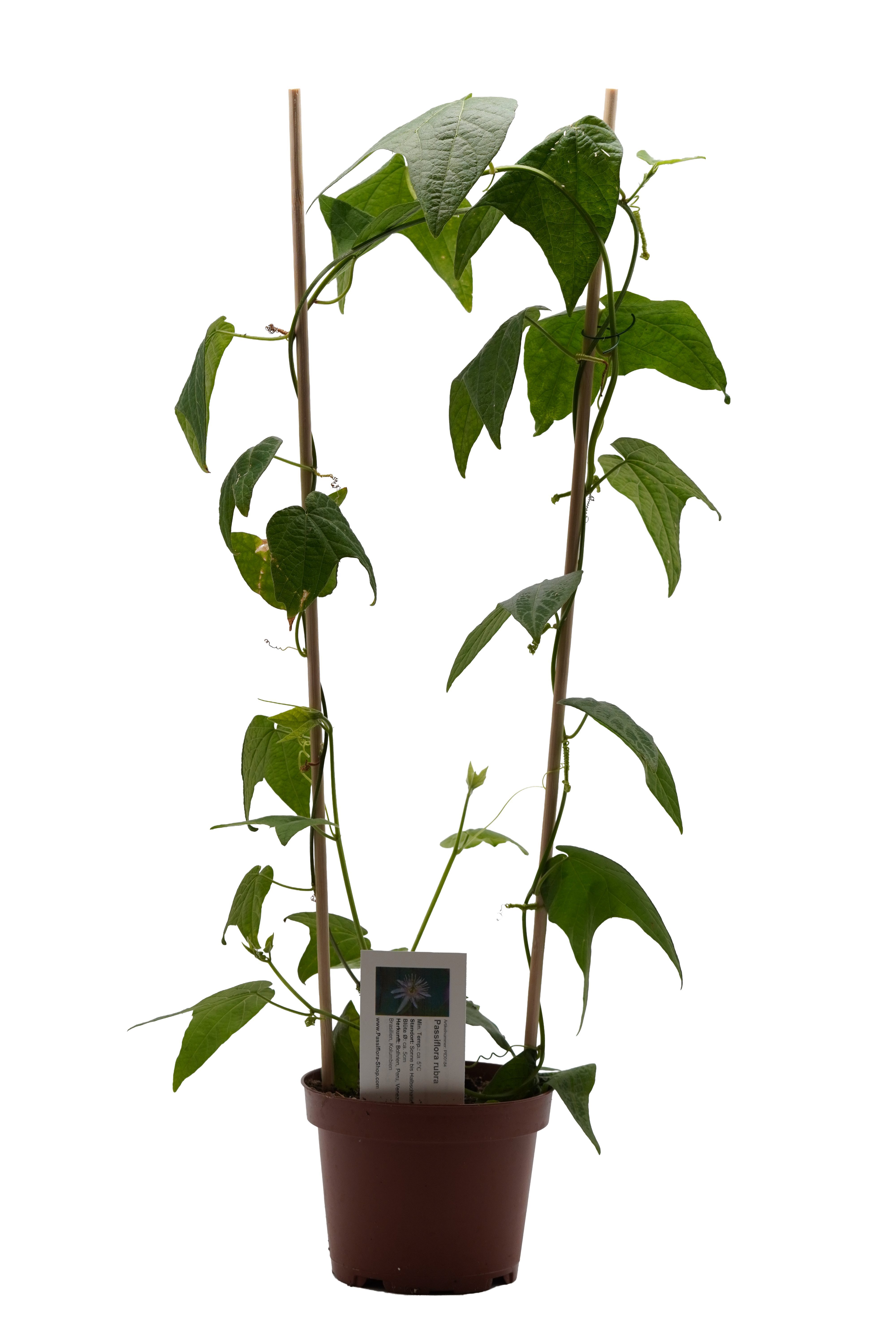 Passiflora rubra