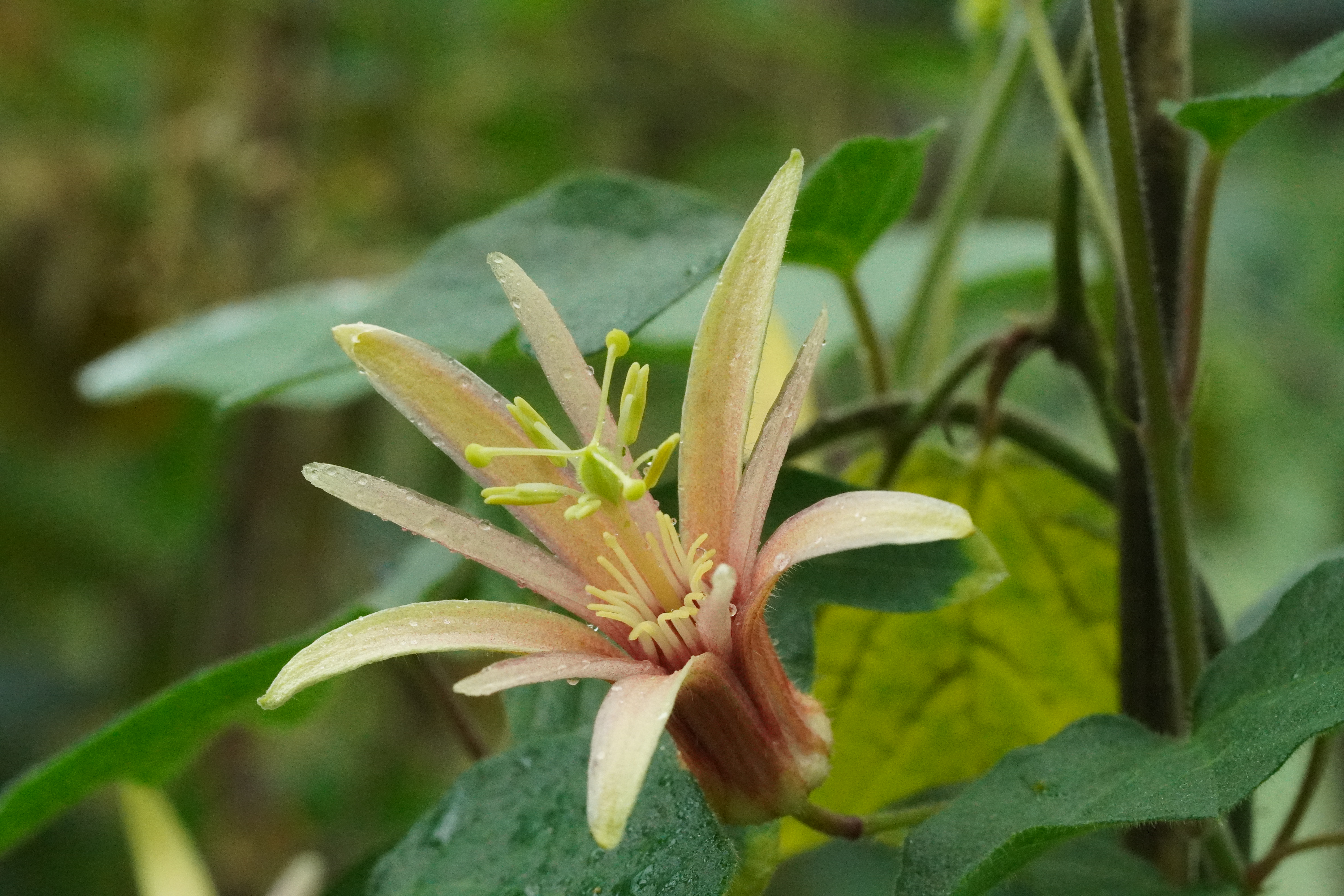 Passiflora 'Betsie Greijmans'