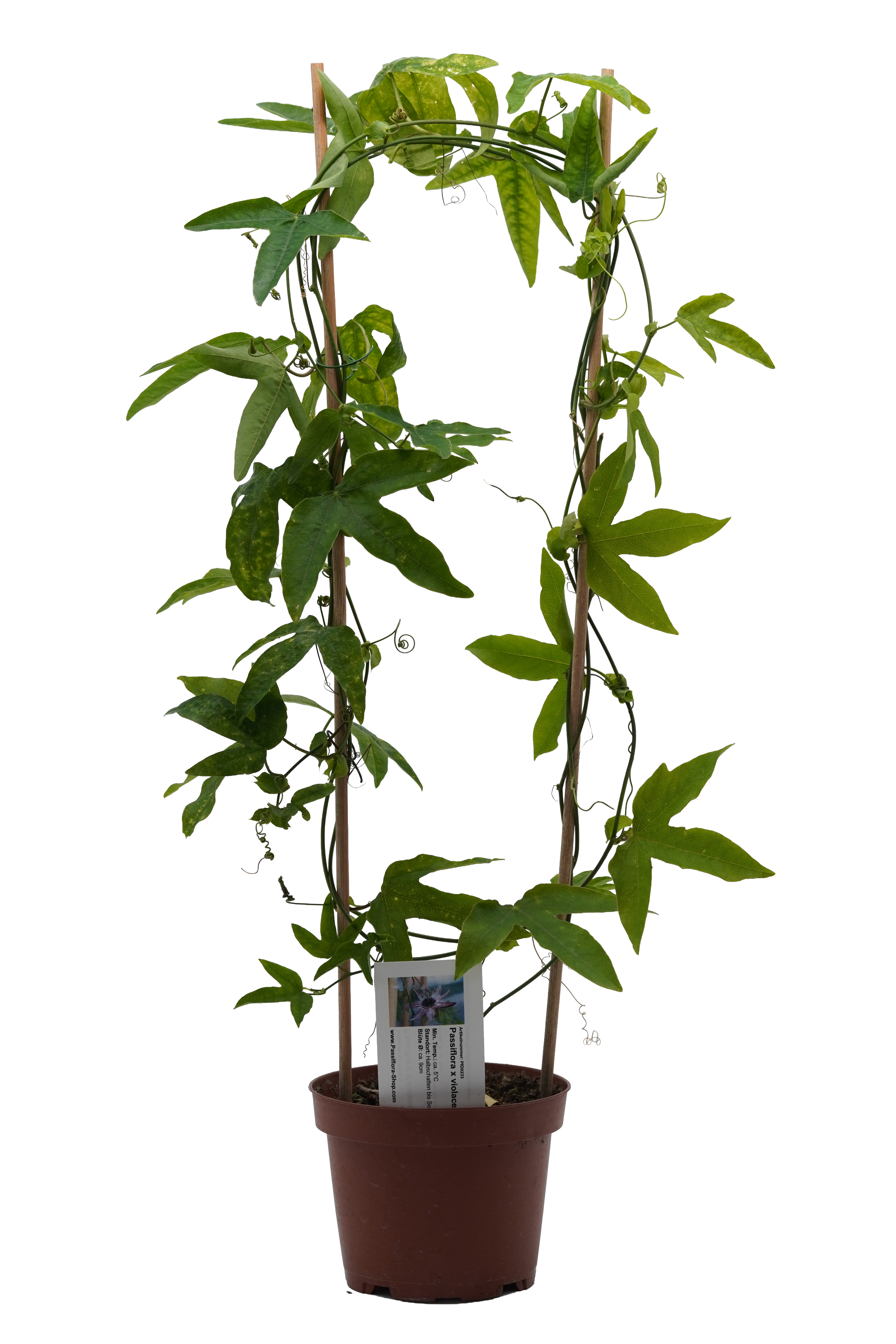 Passiflora x violacea