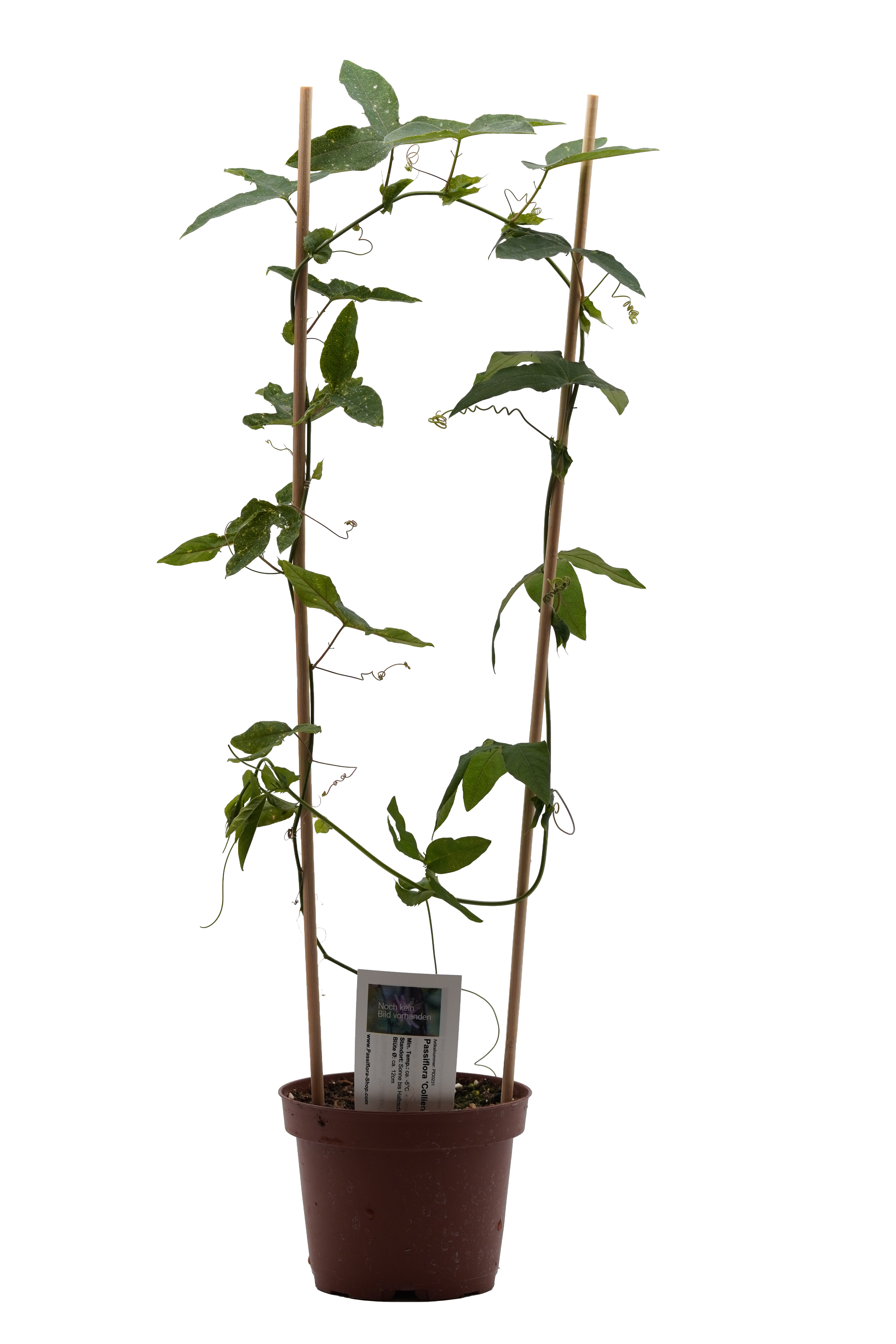 Passiflora 'Collien'