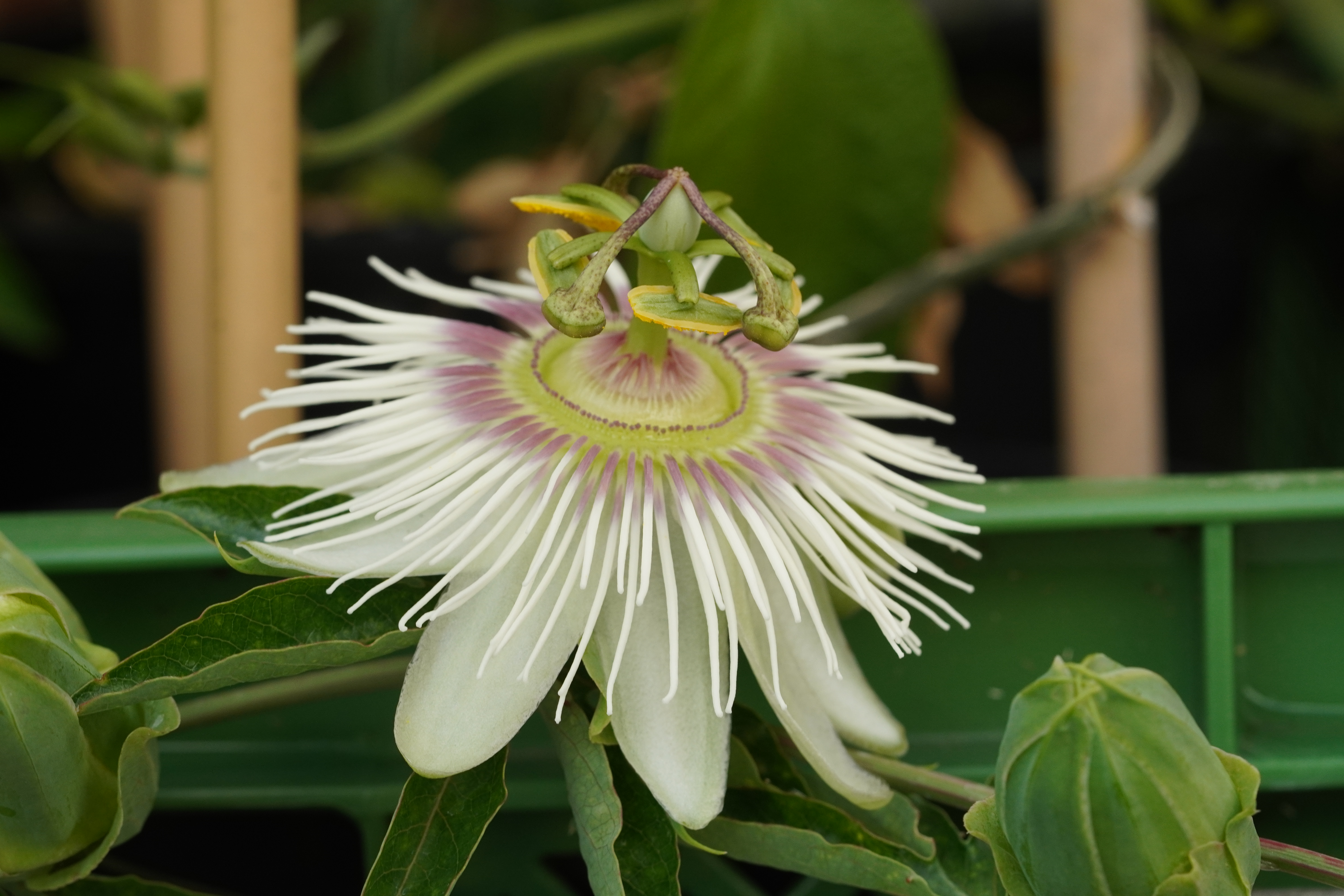 Passiflora caerulea 'Pierre Pomie'