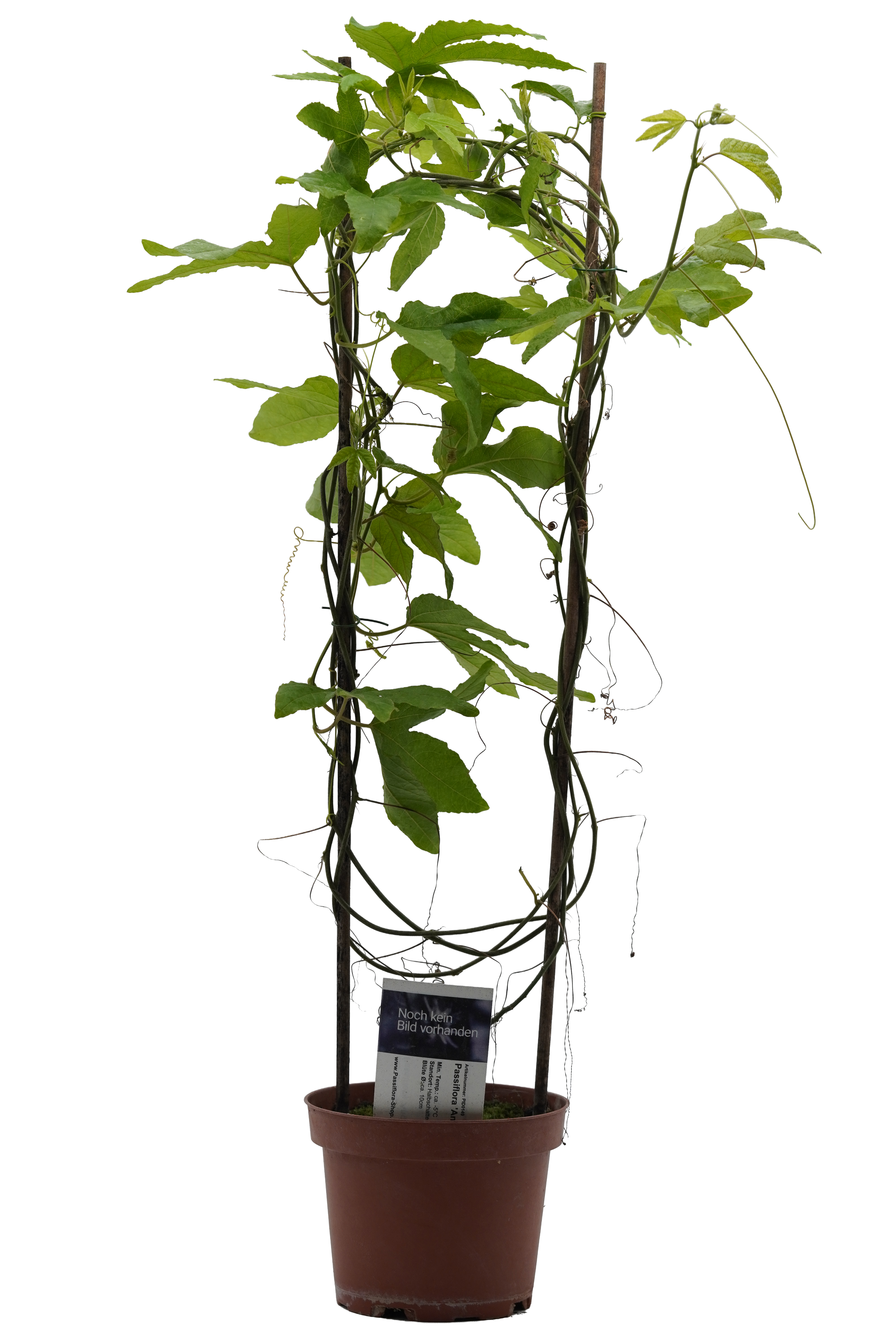 Passiflora 'Angel Rebell'