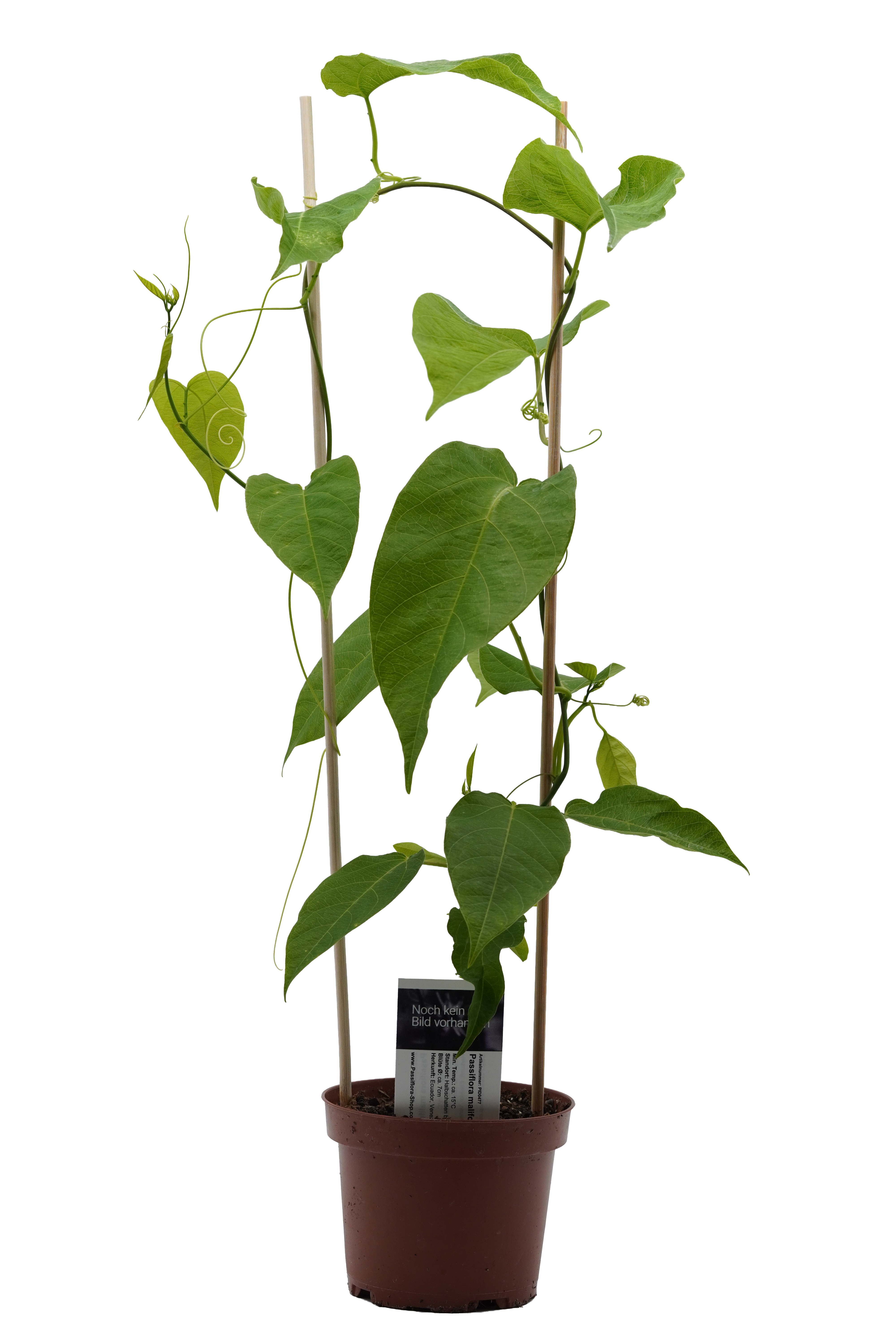 Passiflora maliformis