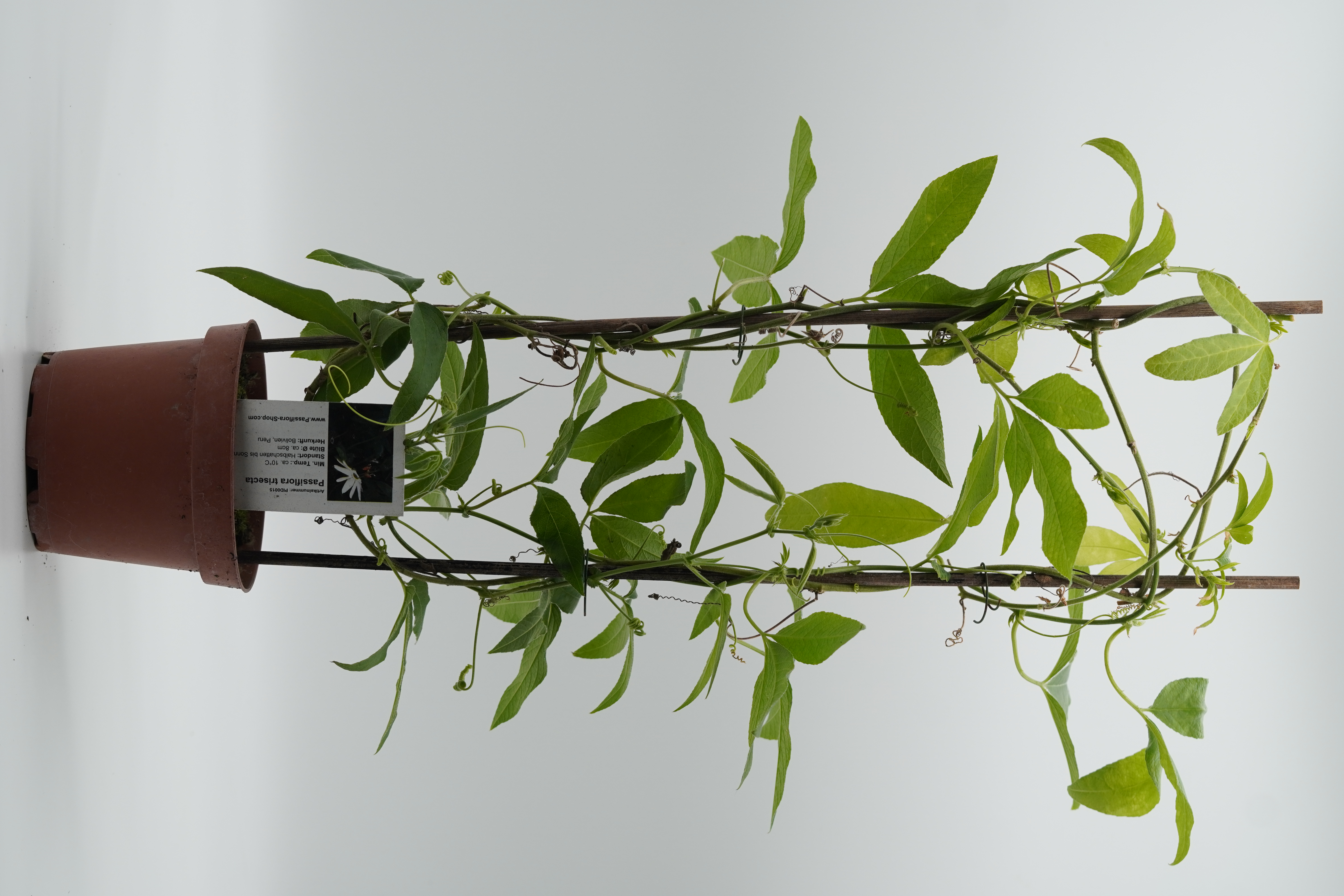 Passiflora trisecta