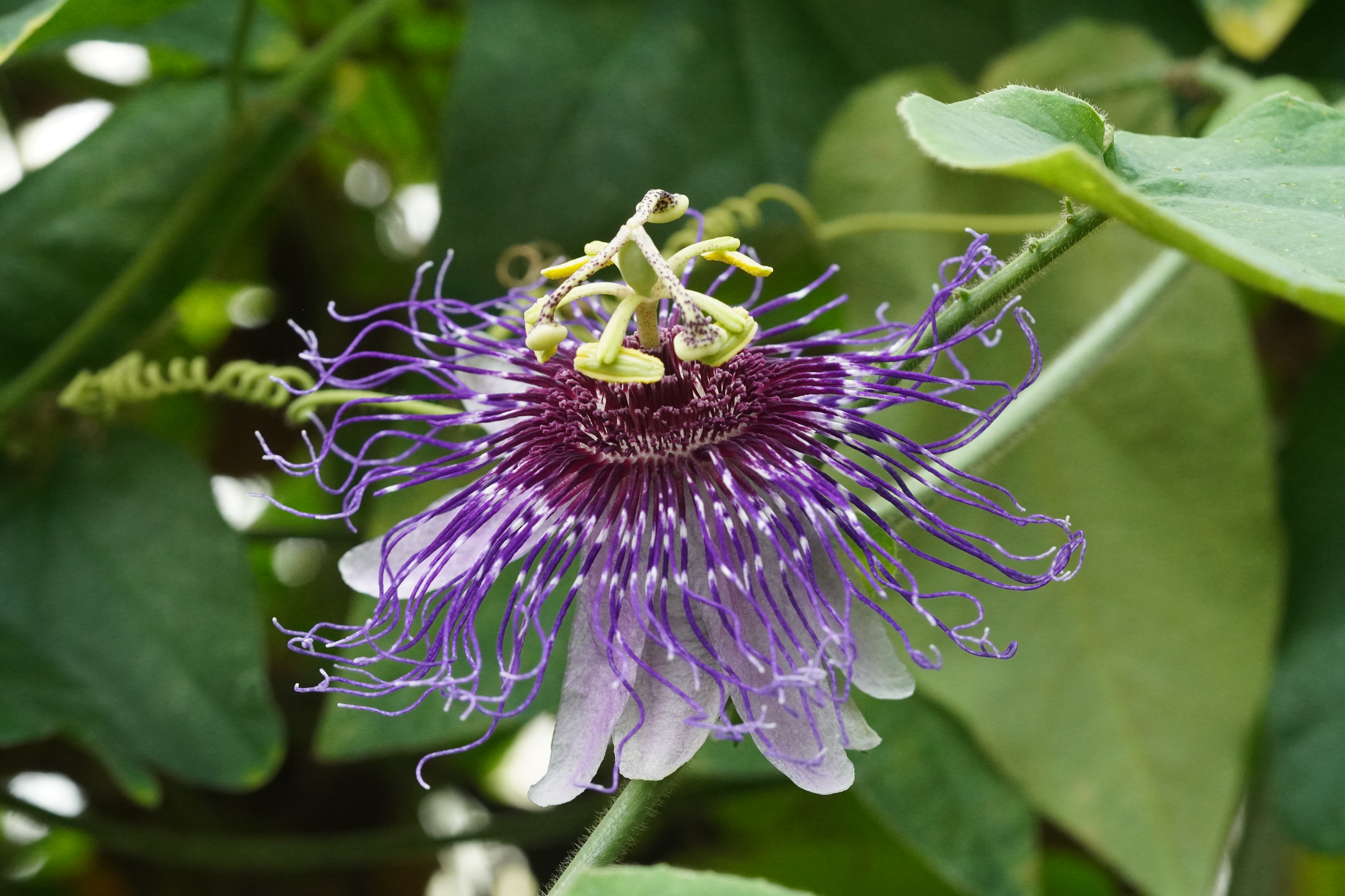 Passiflora crassifolia