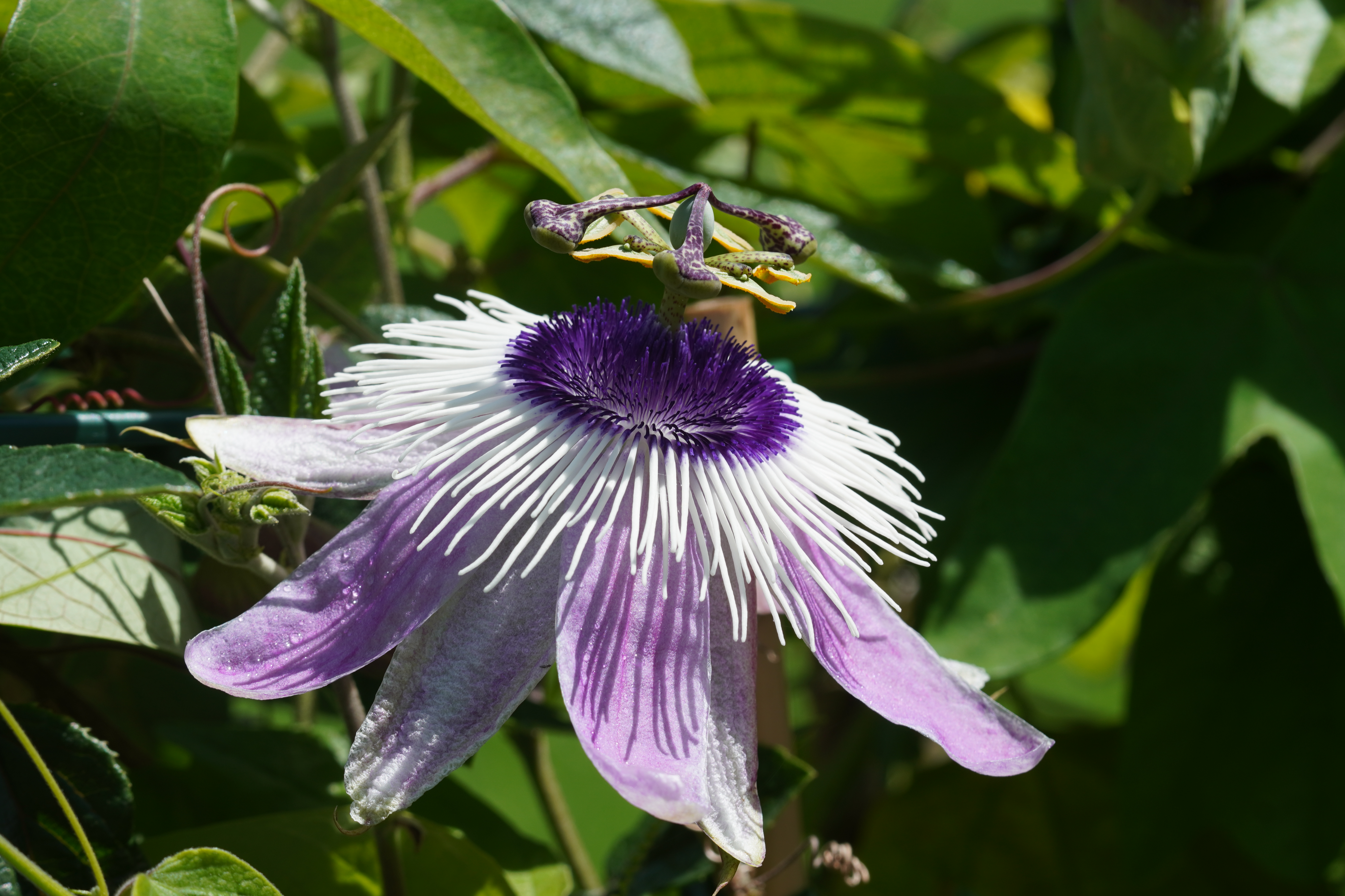 Passiflora 'Alwin Berger'