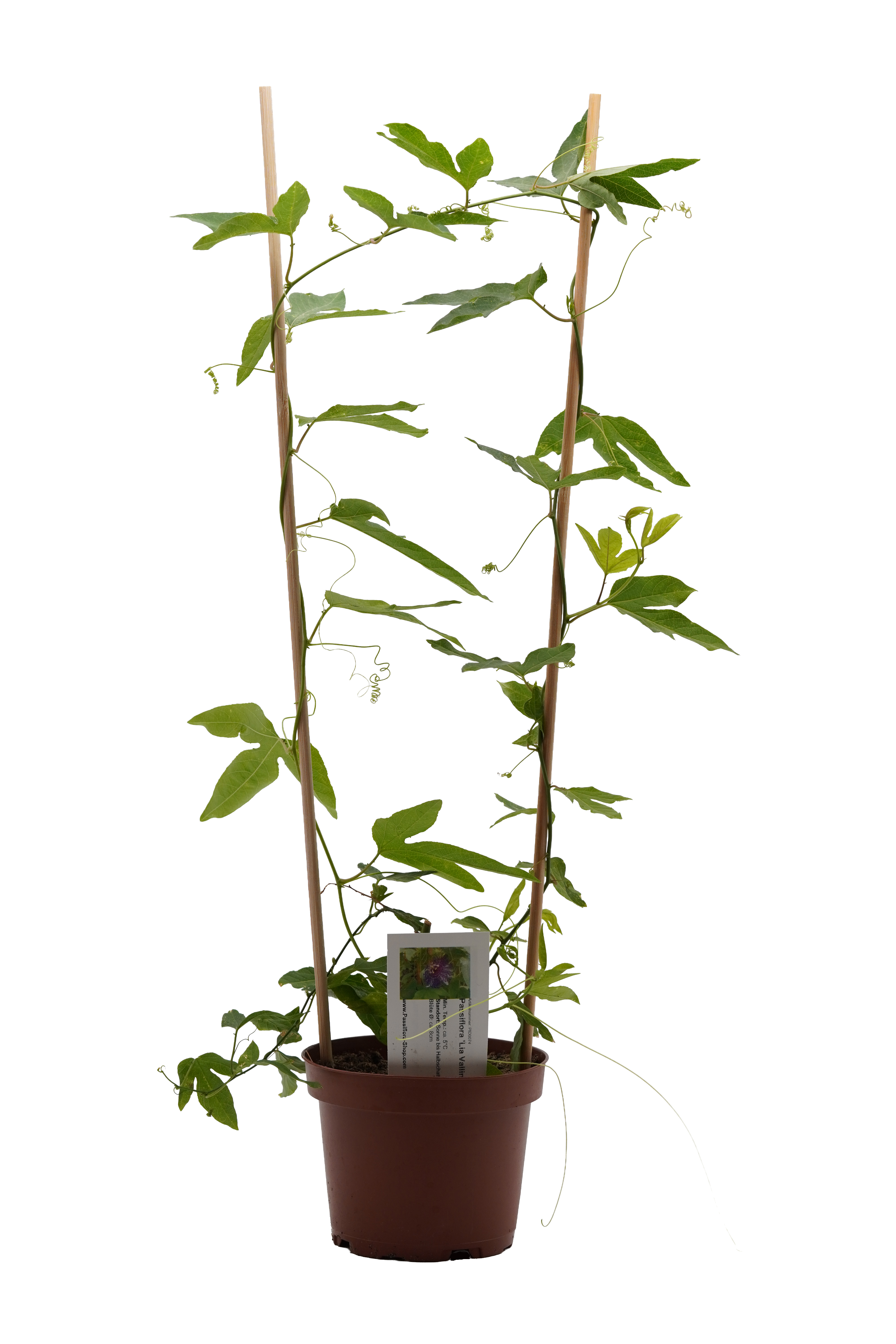 Passiflora 'Lia Vallini'