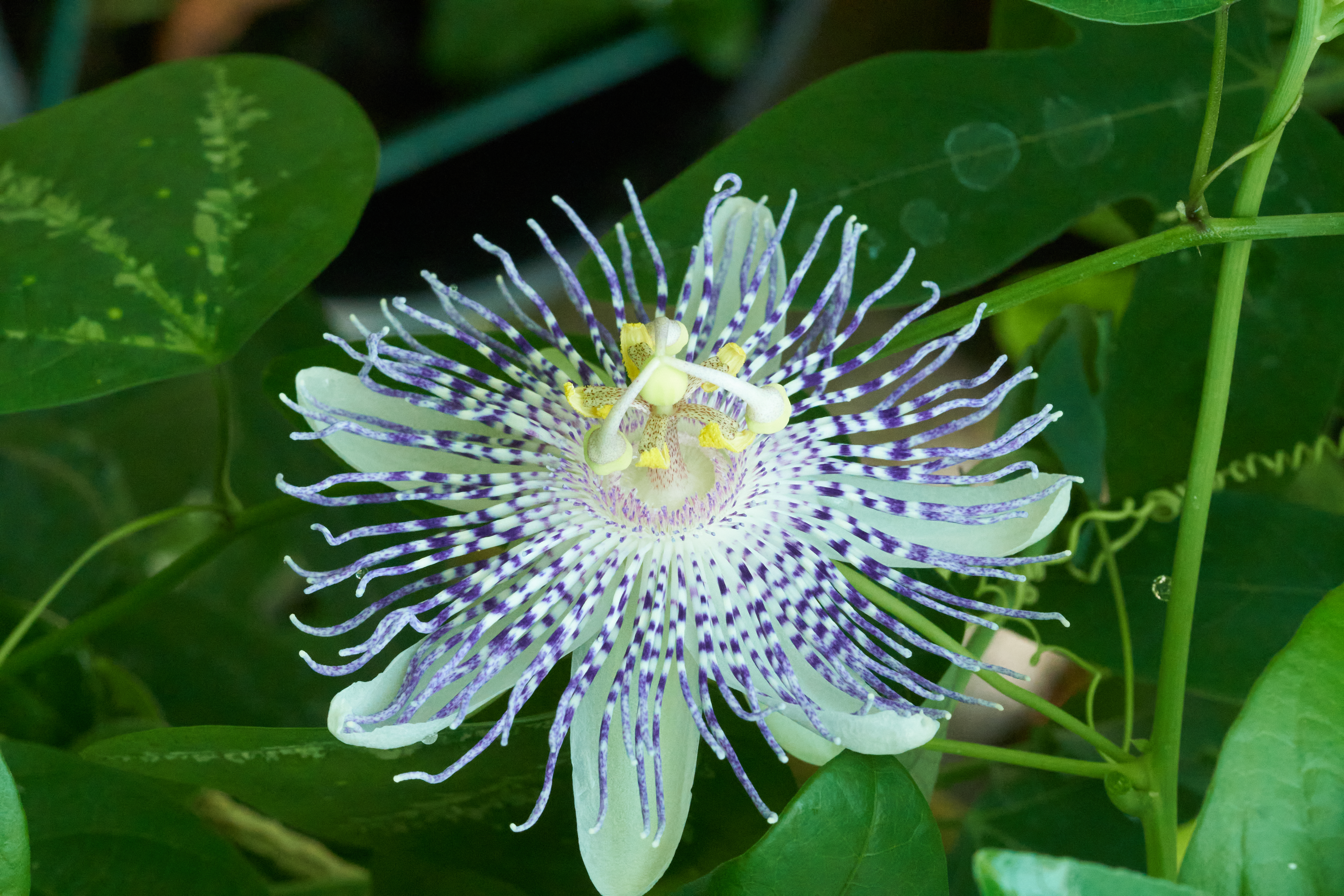 Passiflora 'Diamantina'