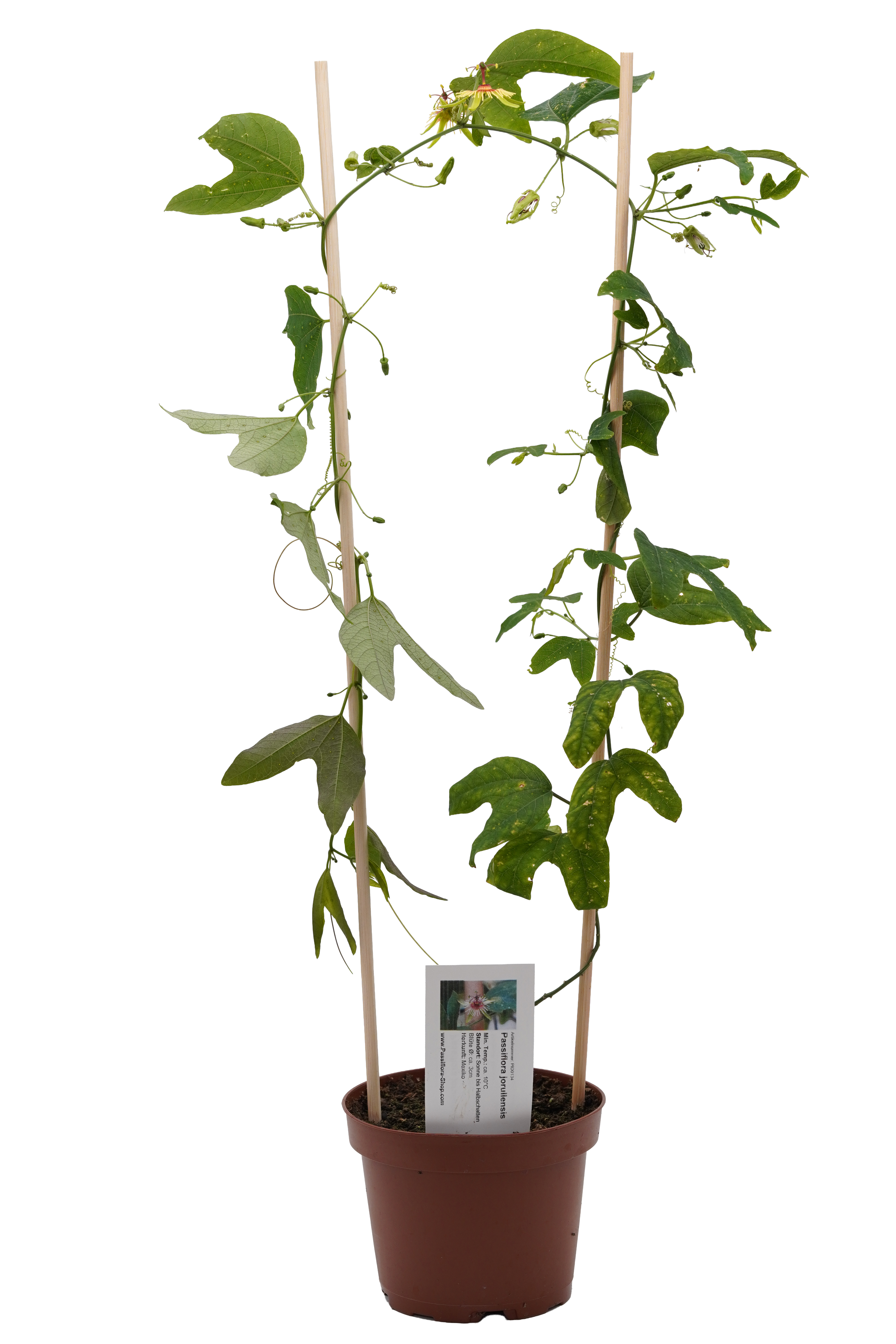Passiflora jorullensis