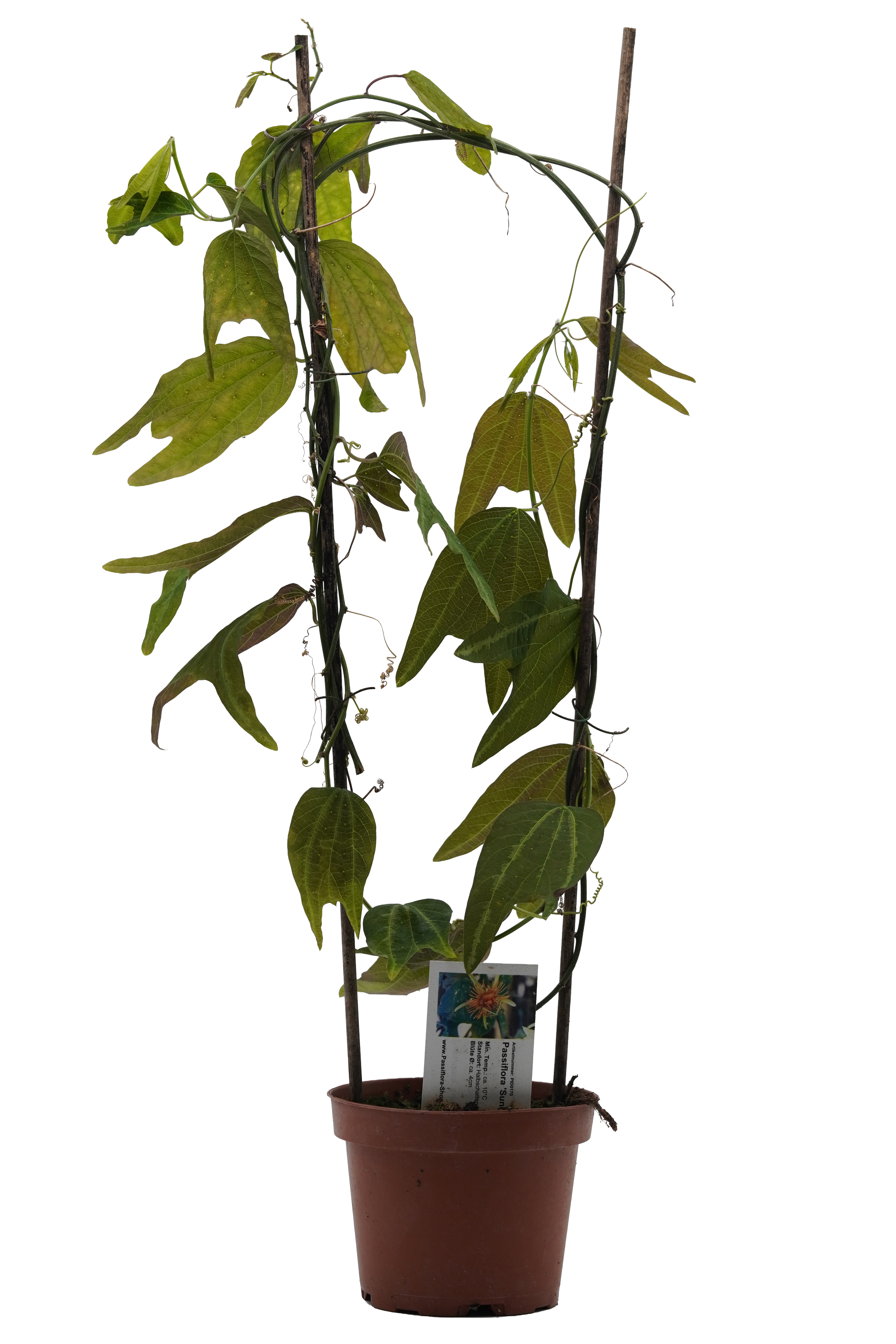 Passiflora 'Sunburst'