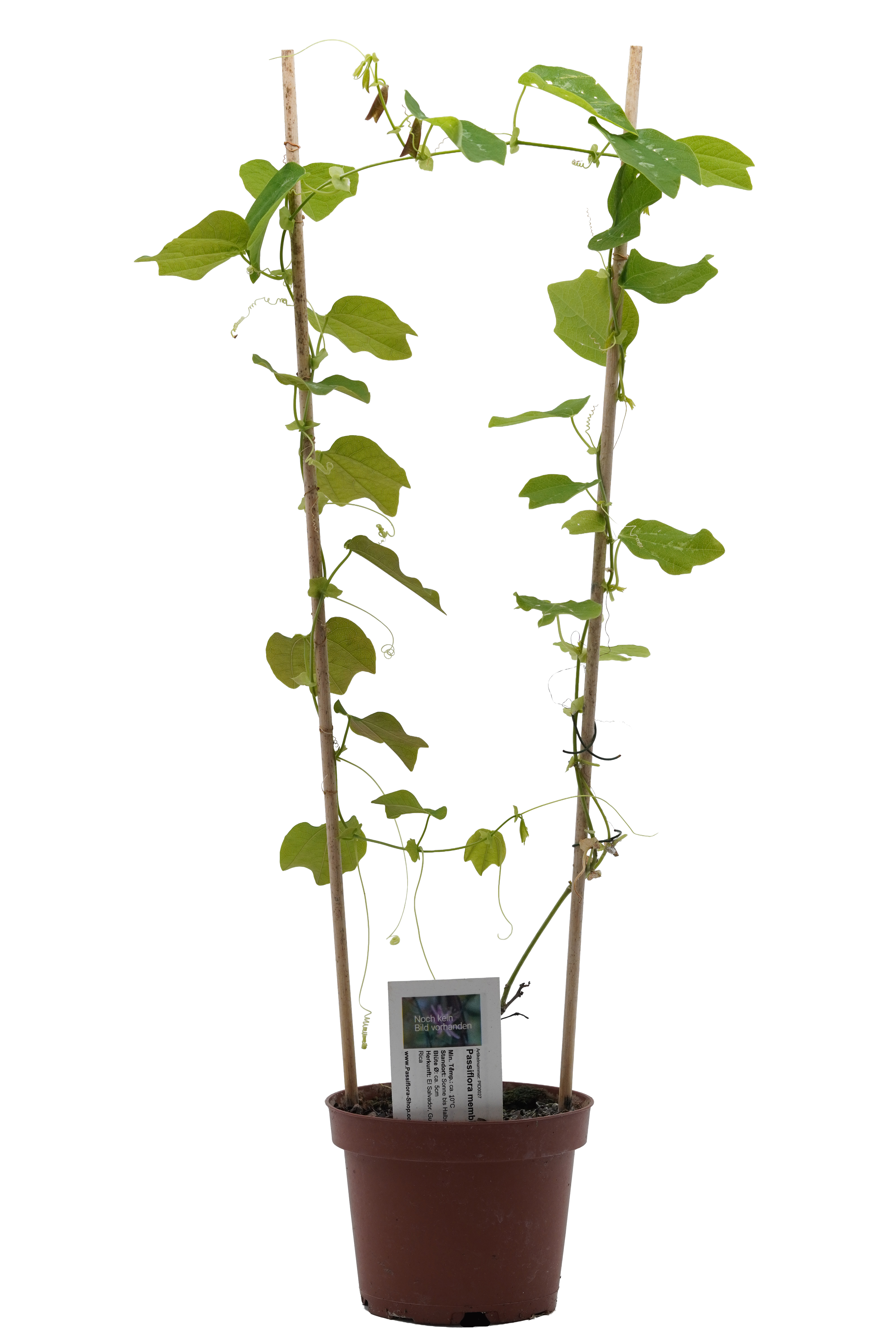 Passiflora membranacea