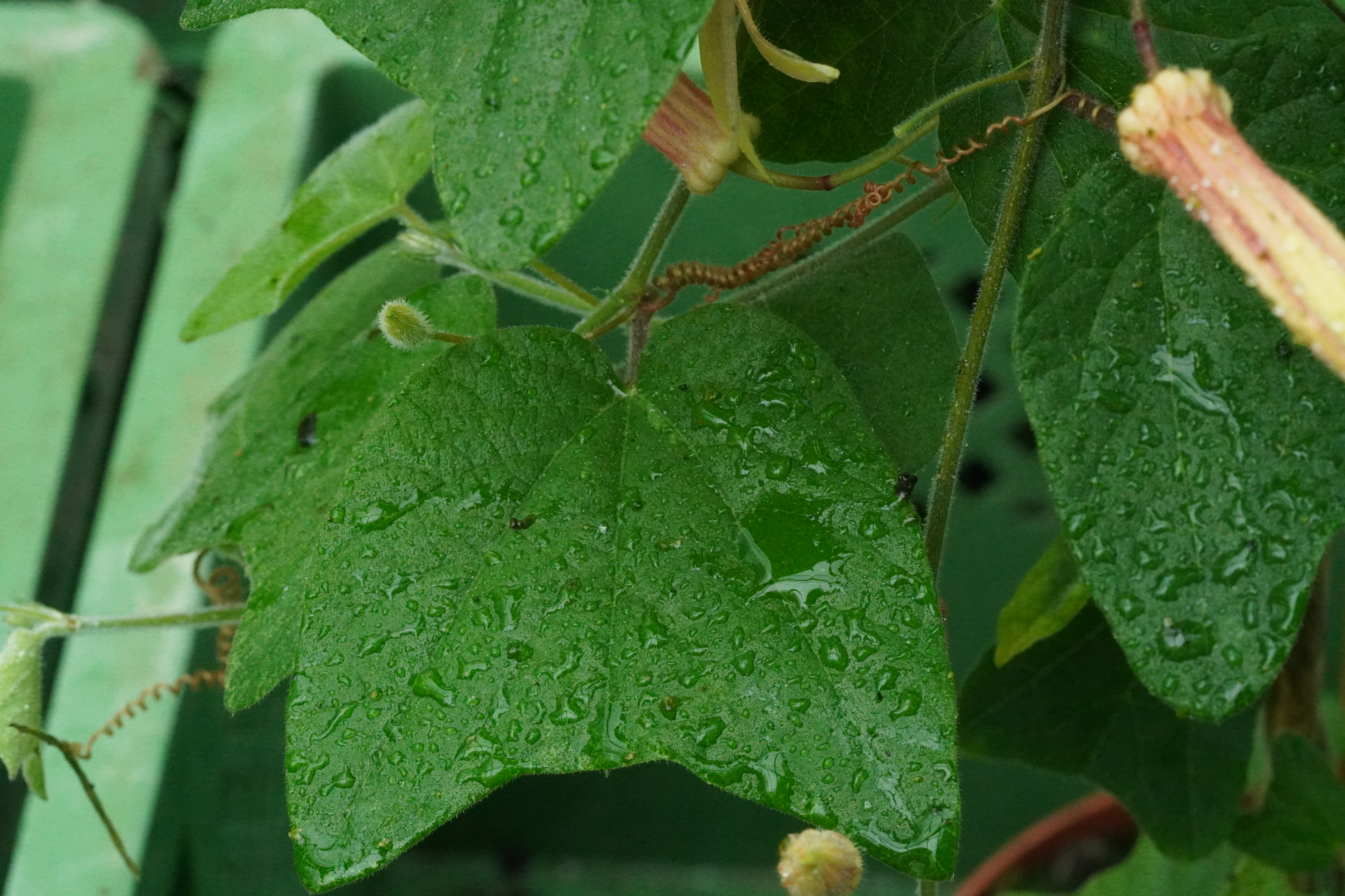 Passiflora 'Betsie Greijmans'