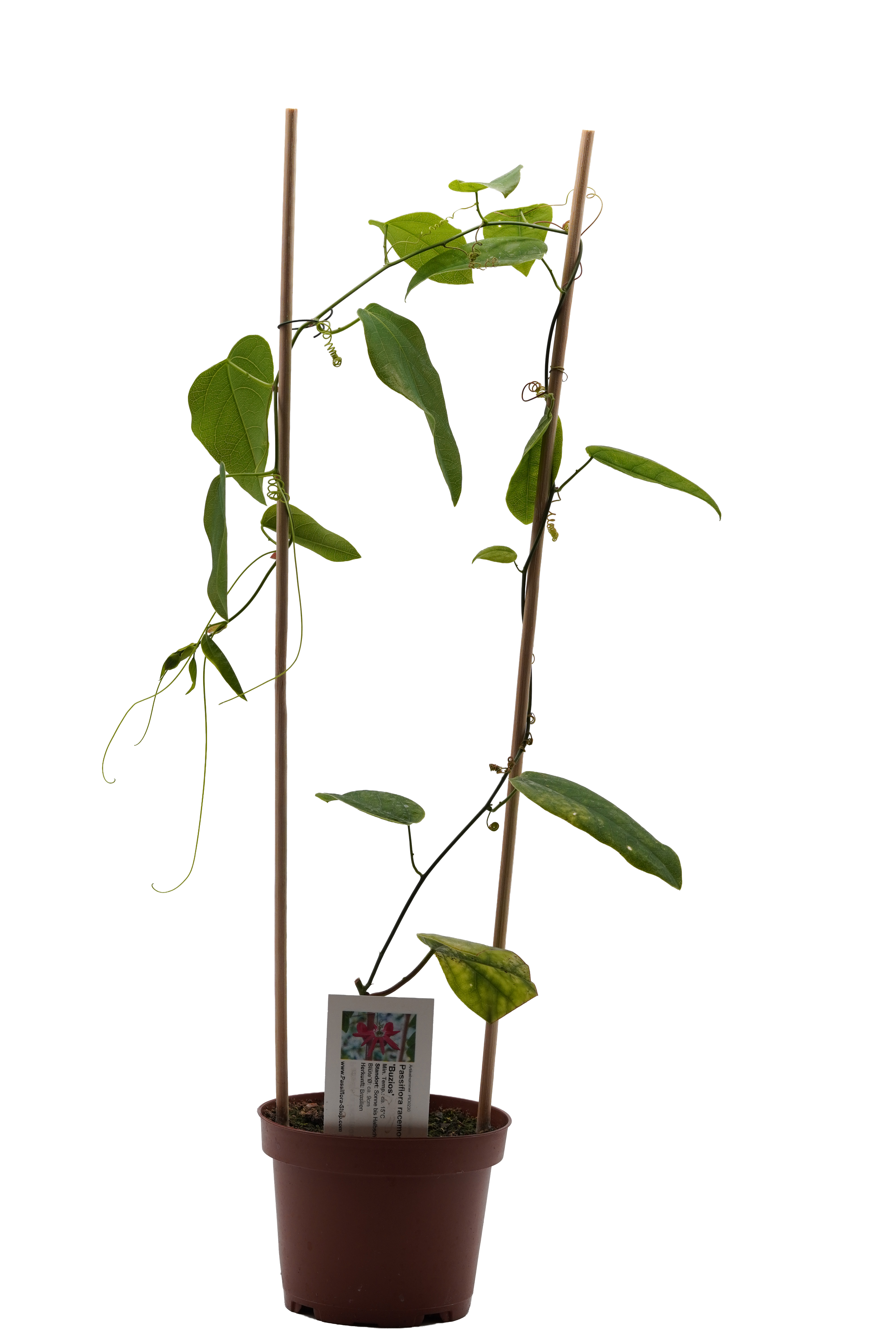 Passiflora princeps 'Buzios'