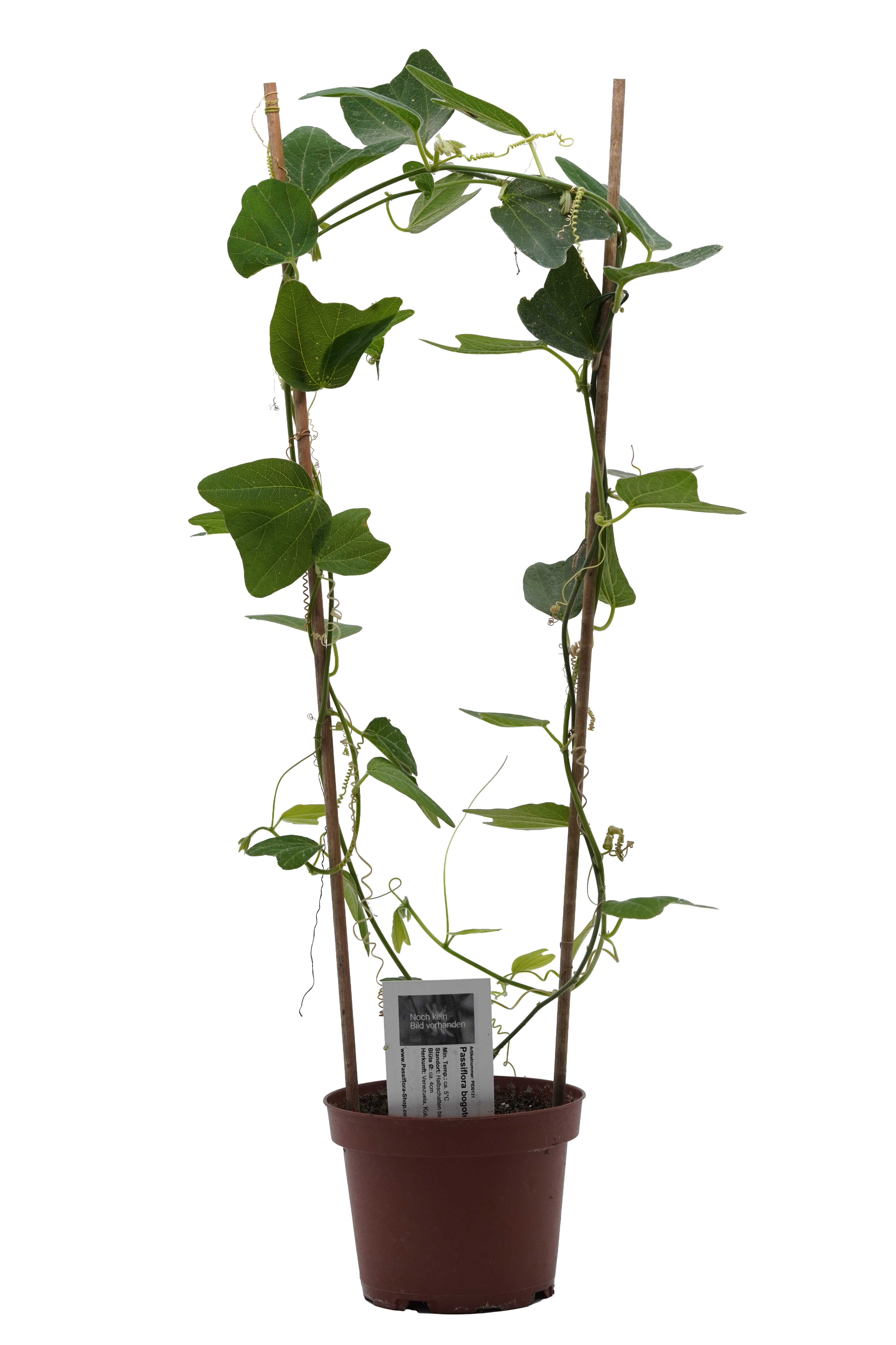 Passiflora bogotensis