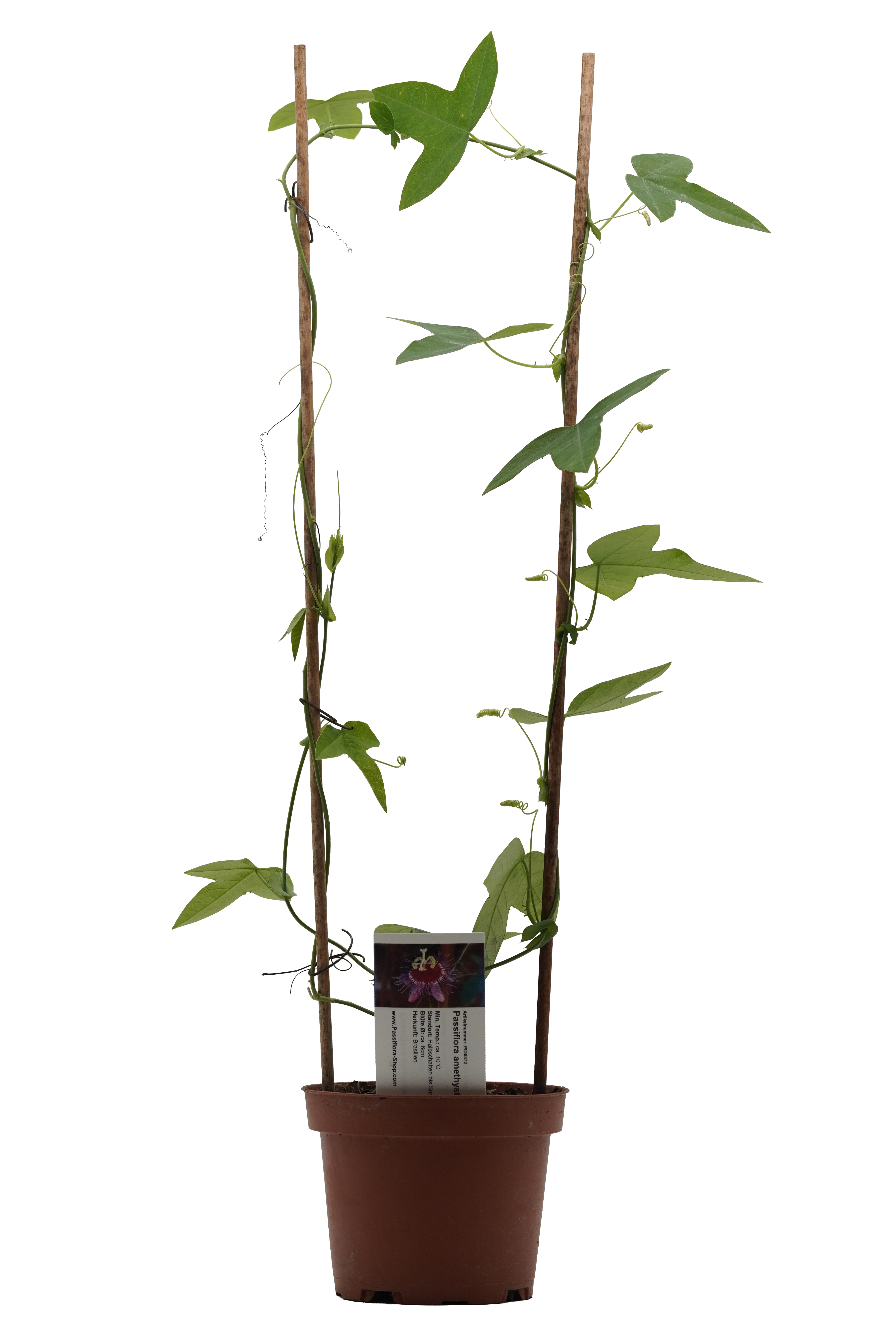 Passiflora amethystina 2