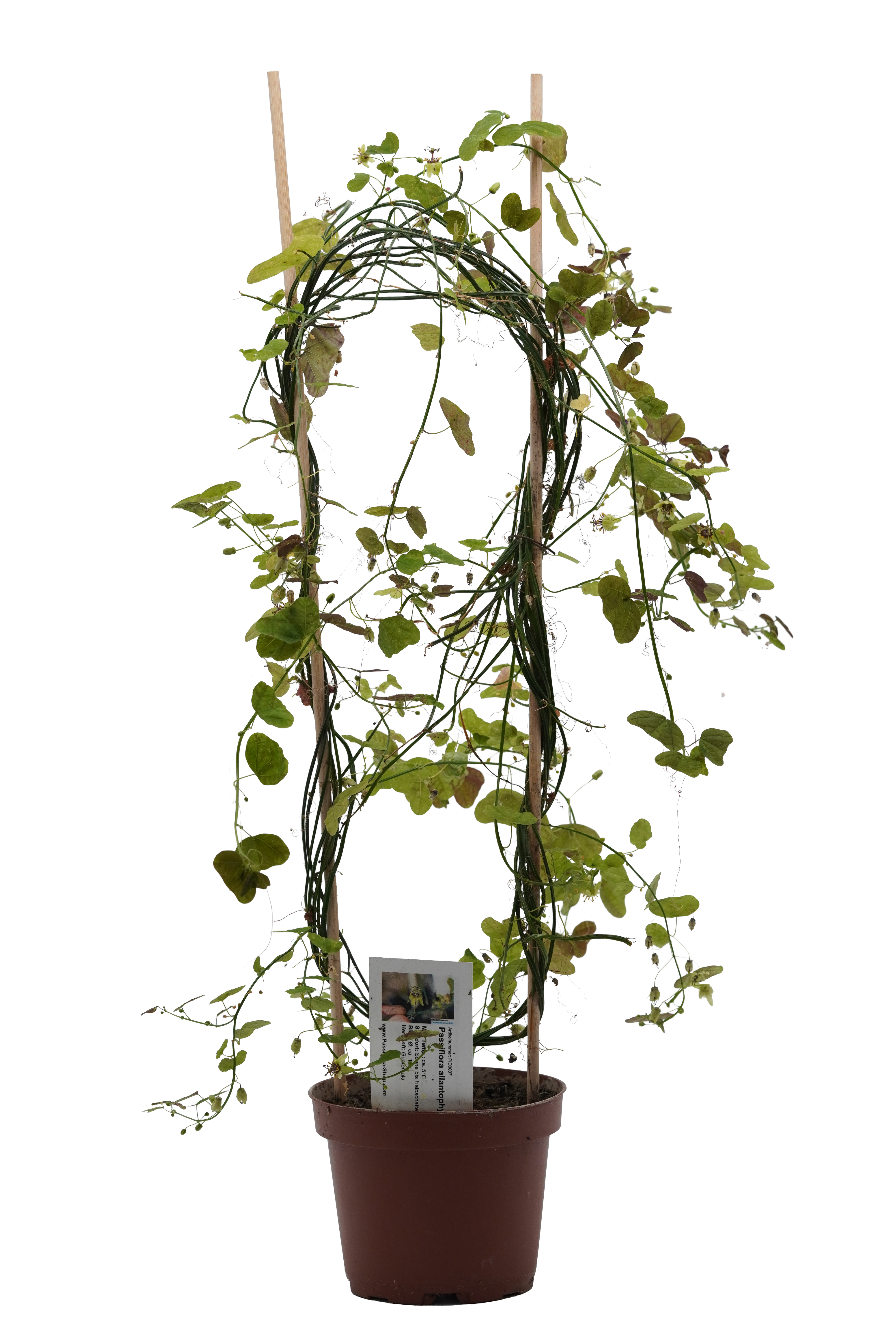 Passiflora allantophylla