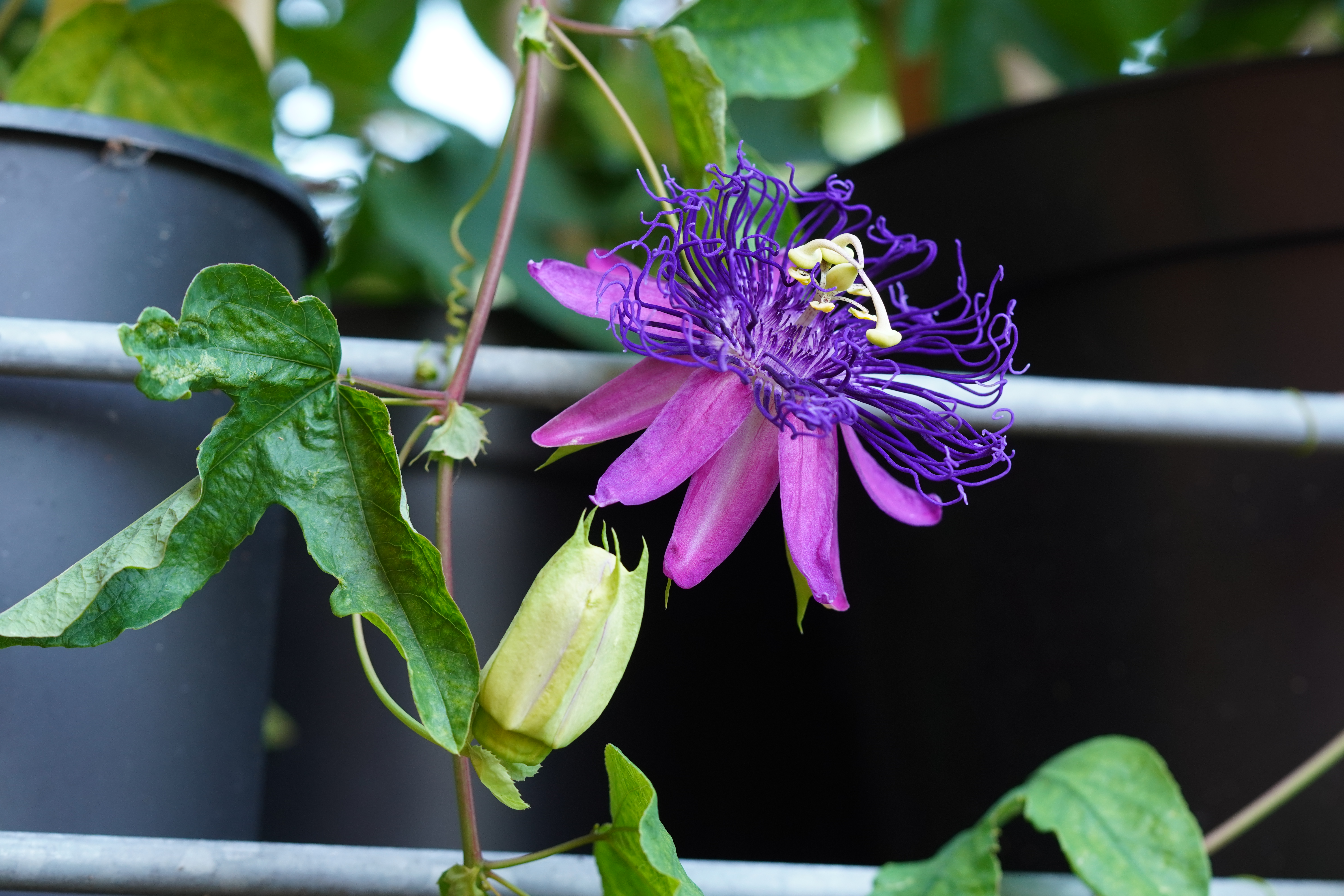 Passiflora 'Stefano Capitanio'