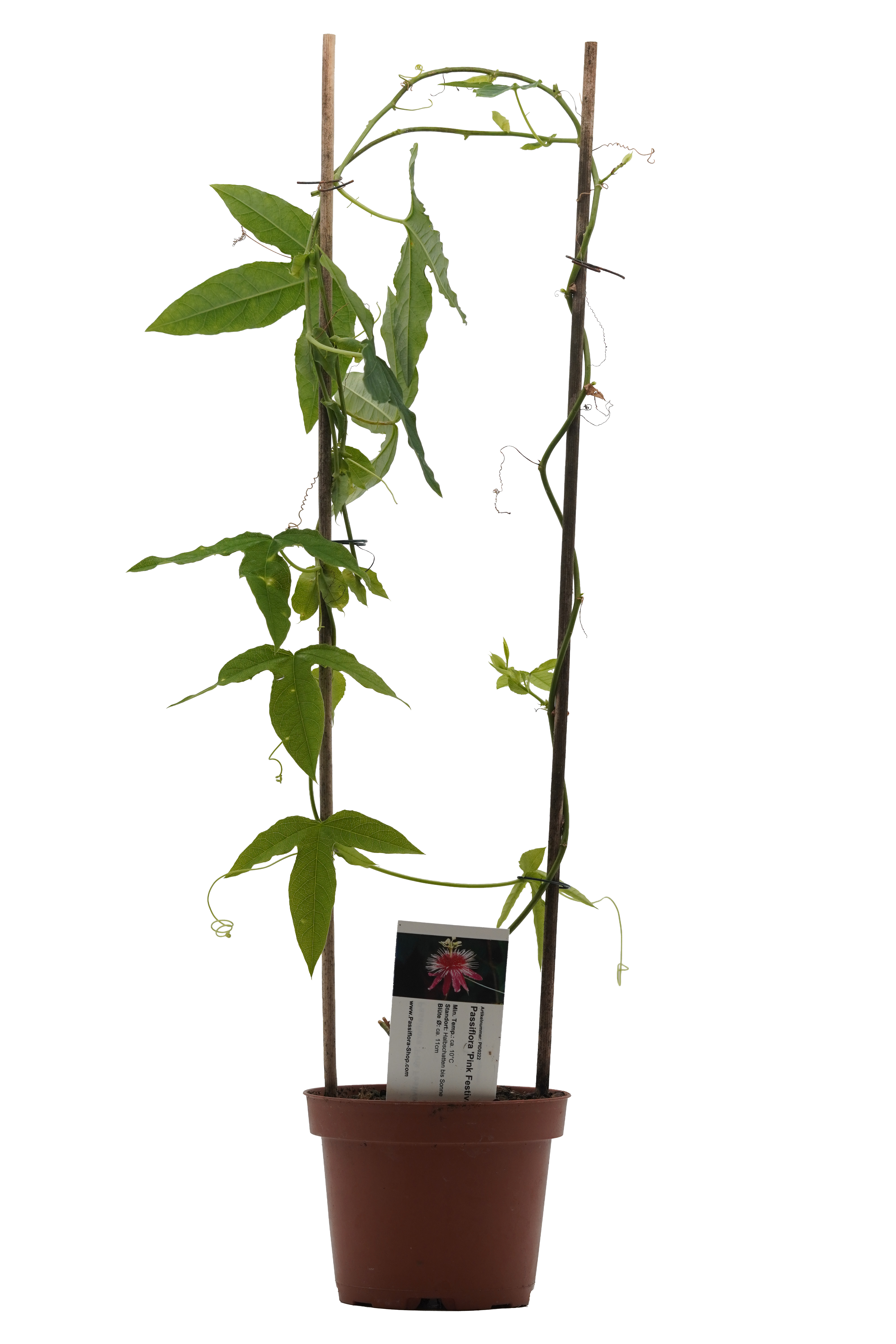 Passiflora 'Pink Festival'