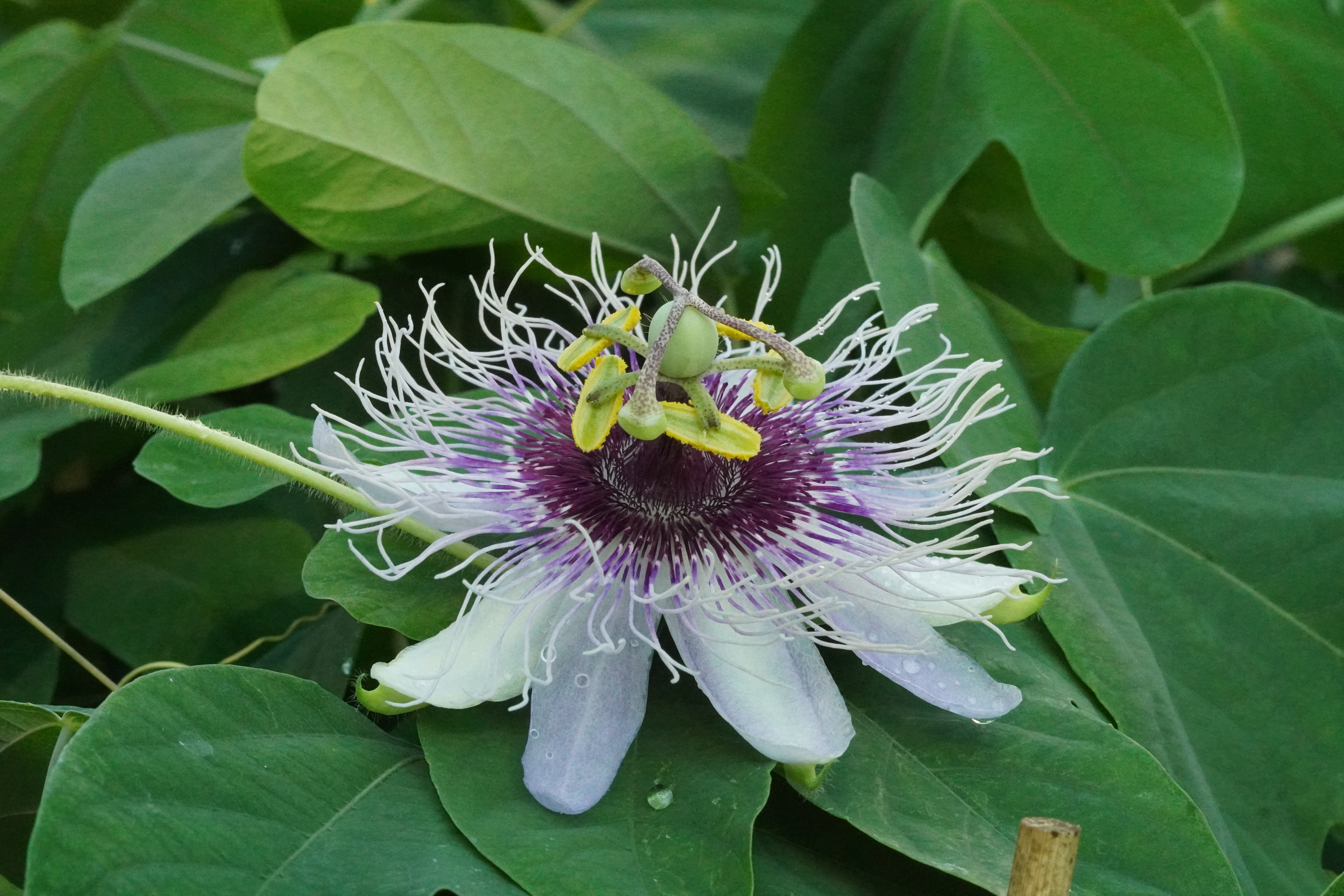 Passiflora menispermifolia var. Bolivia
