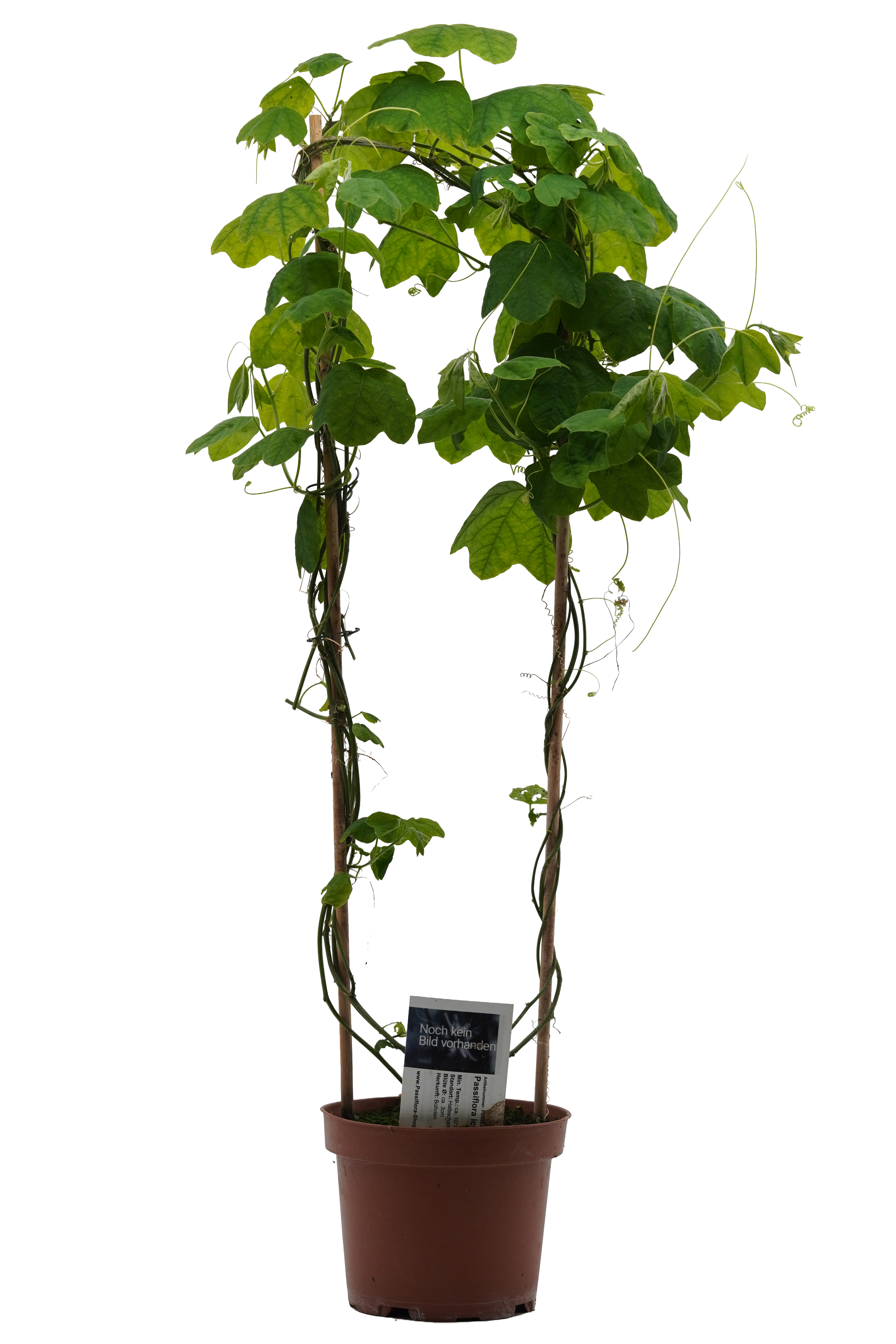 Passiflora ichthyura