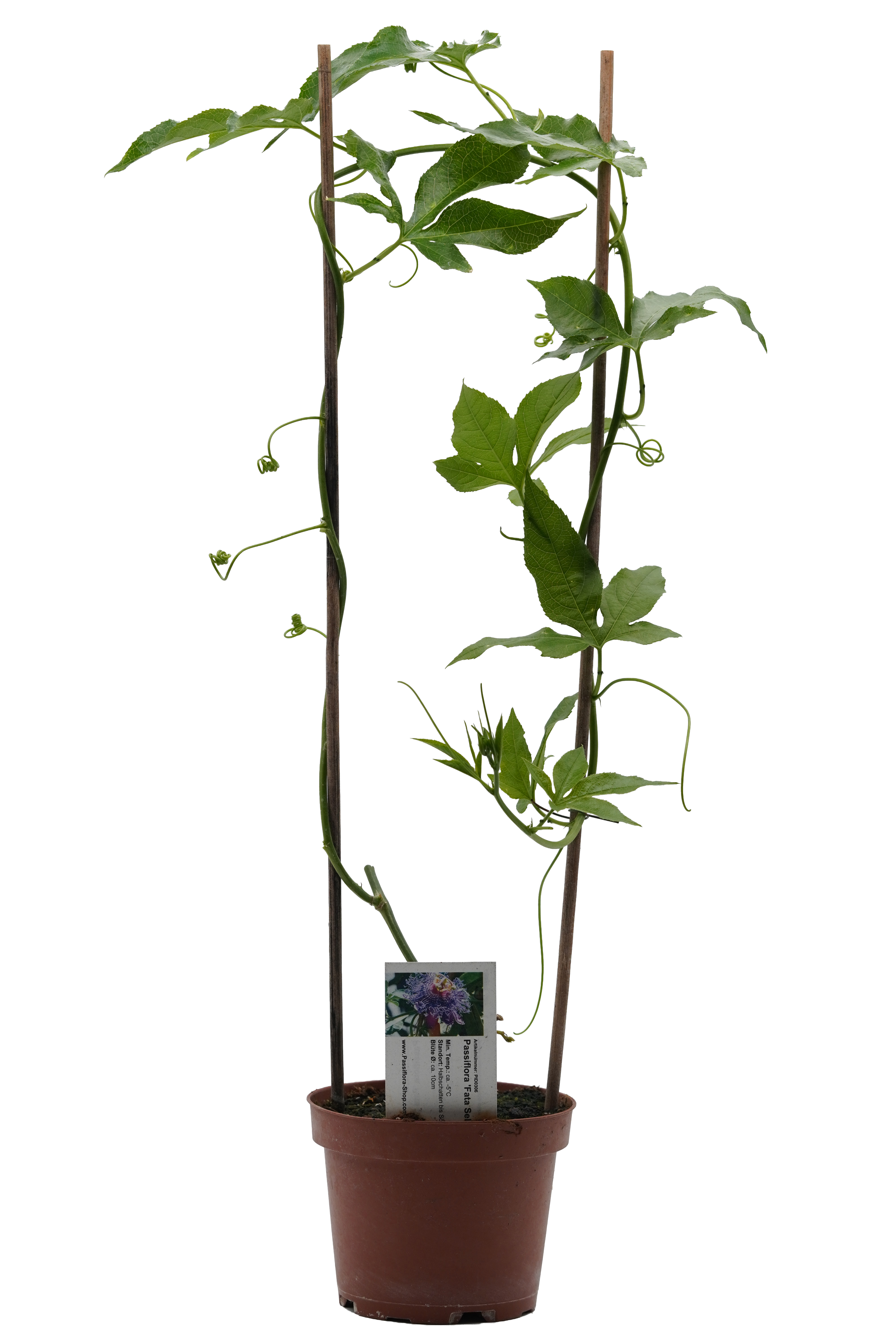 Passiflora 'Fata Selvaggia'