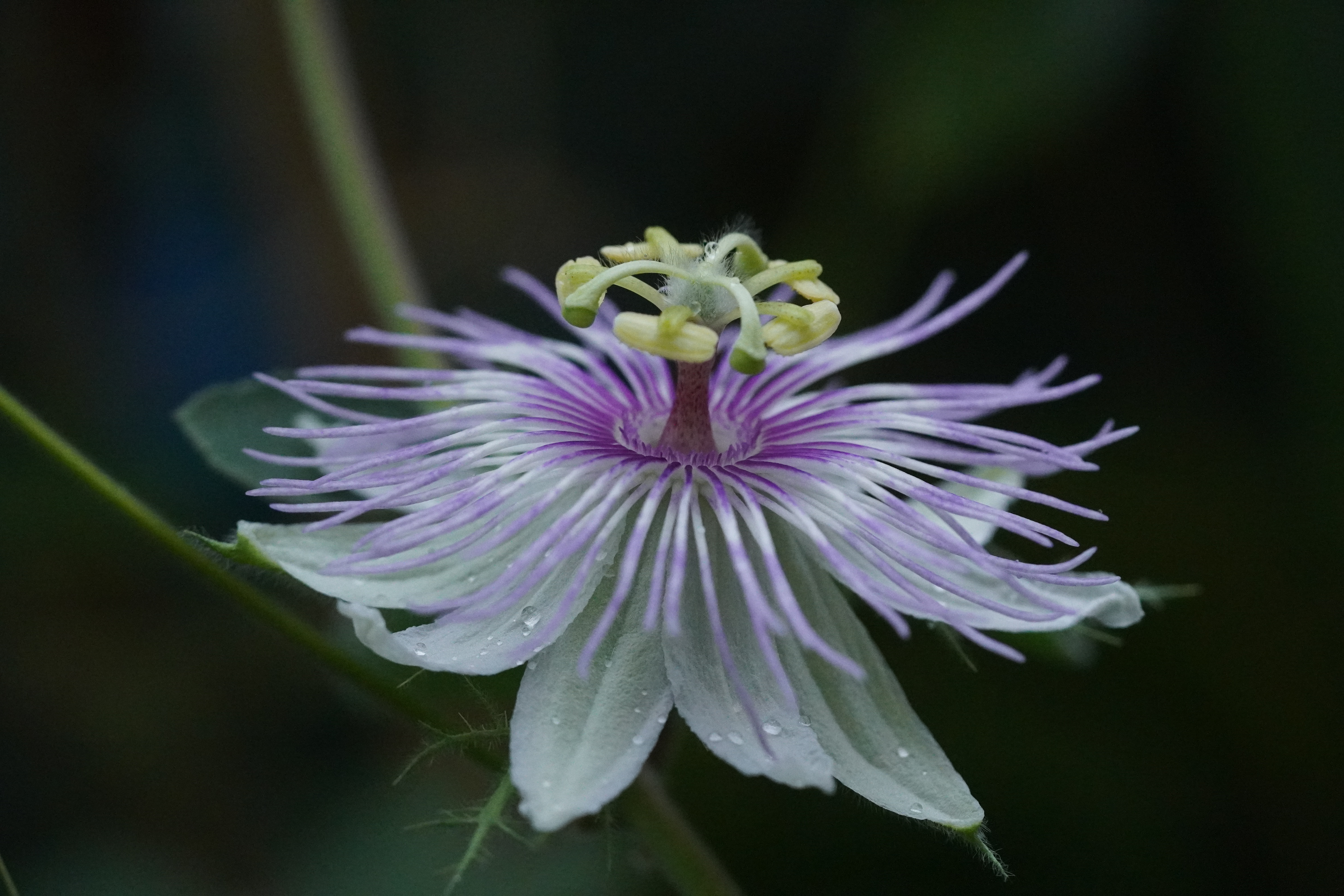 Passiflora pentaschista