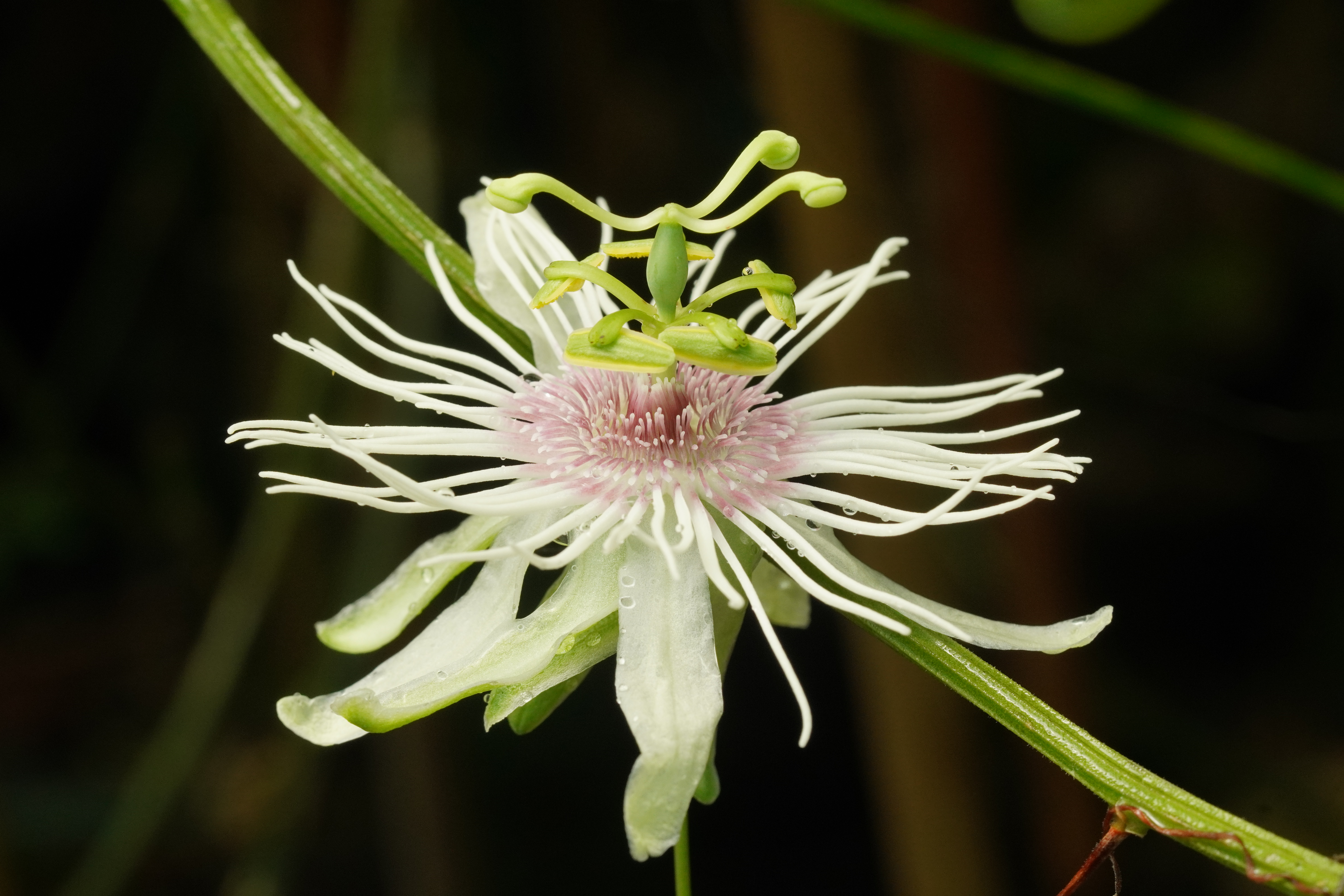 Passiflora lehmannii