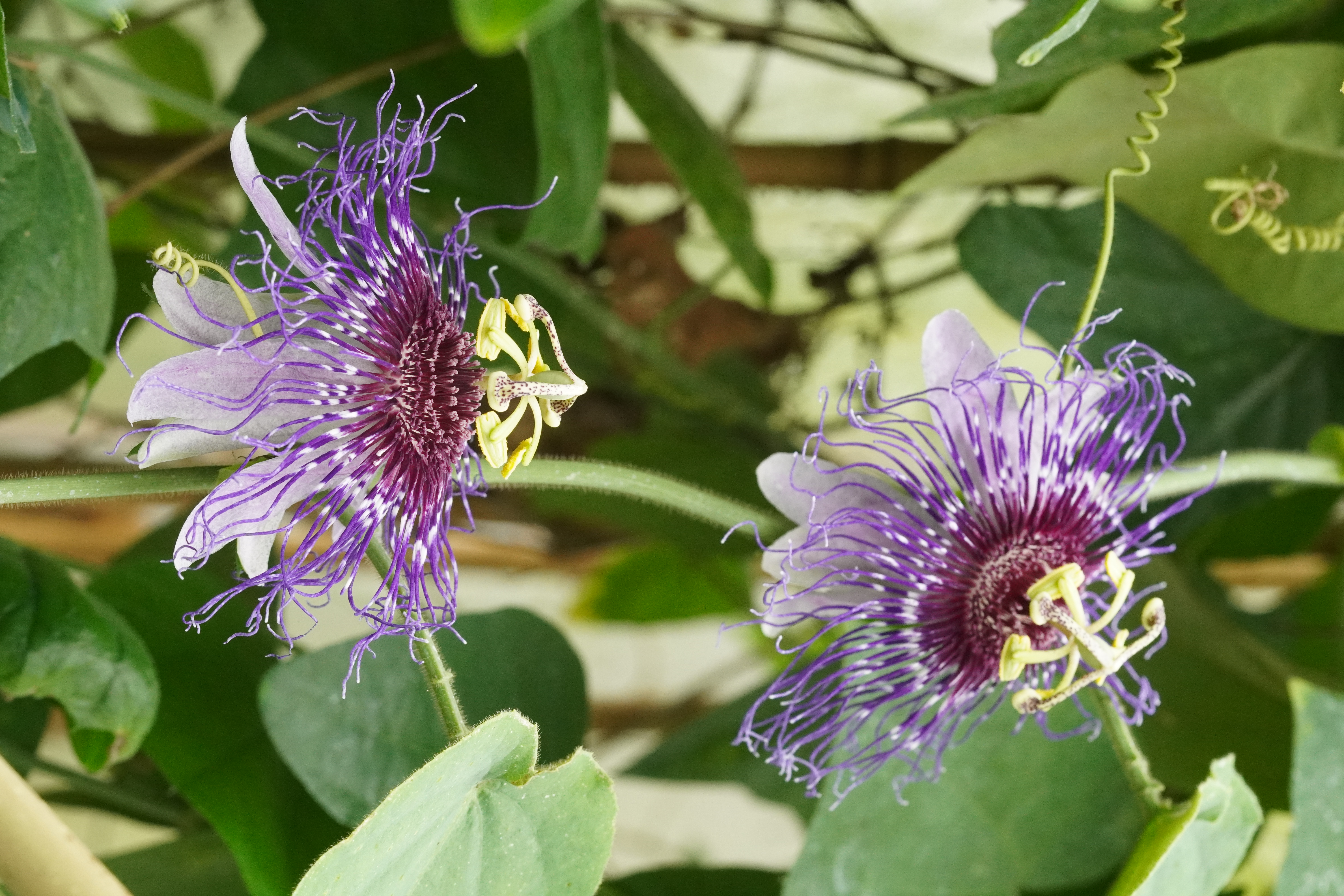 Passiflora crassifolia