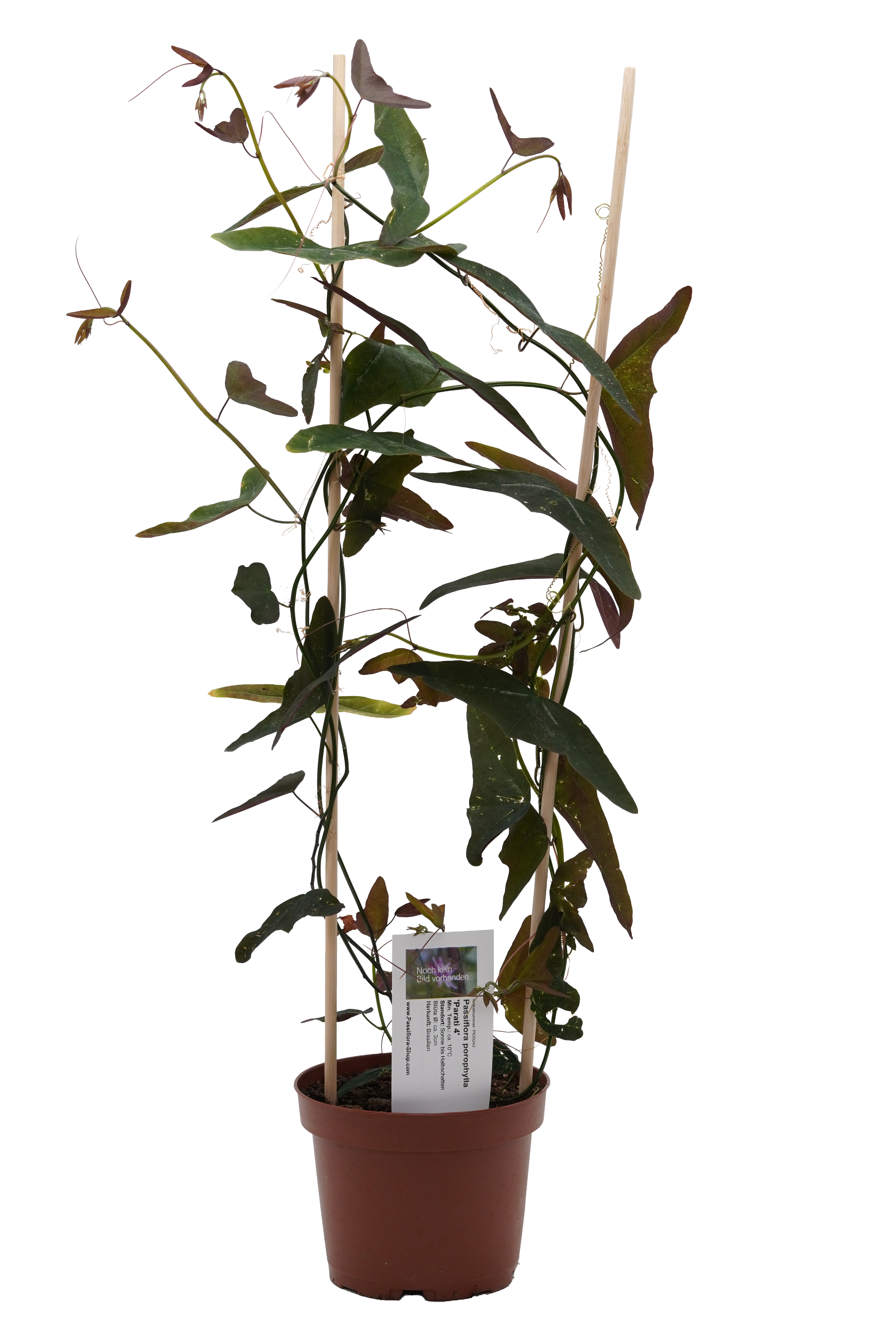 Passiflora aff. misera