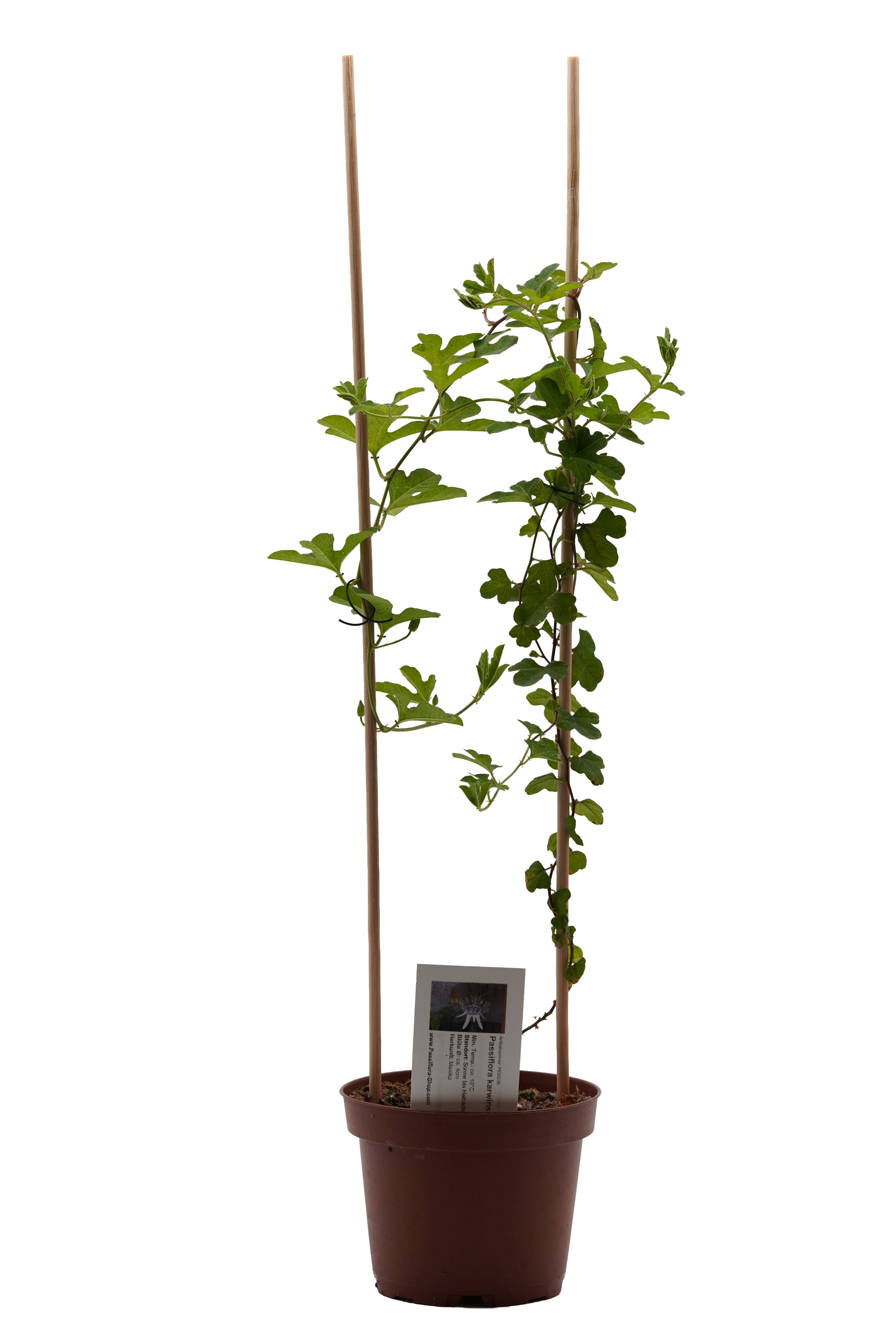 Passiflora karwinskii