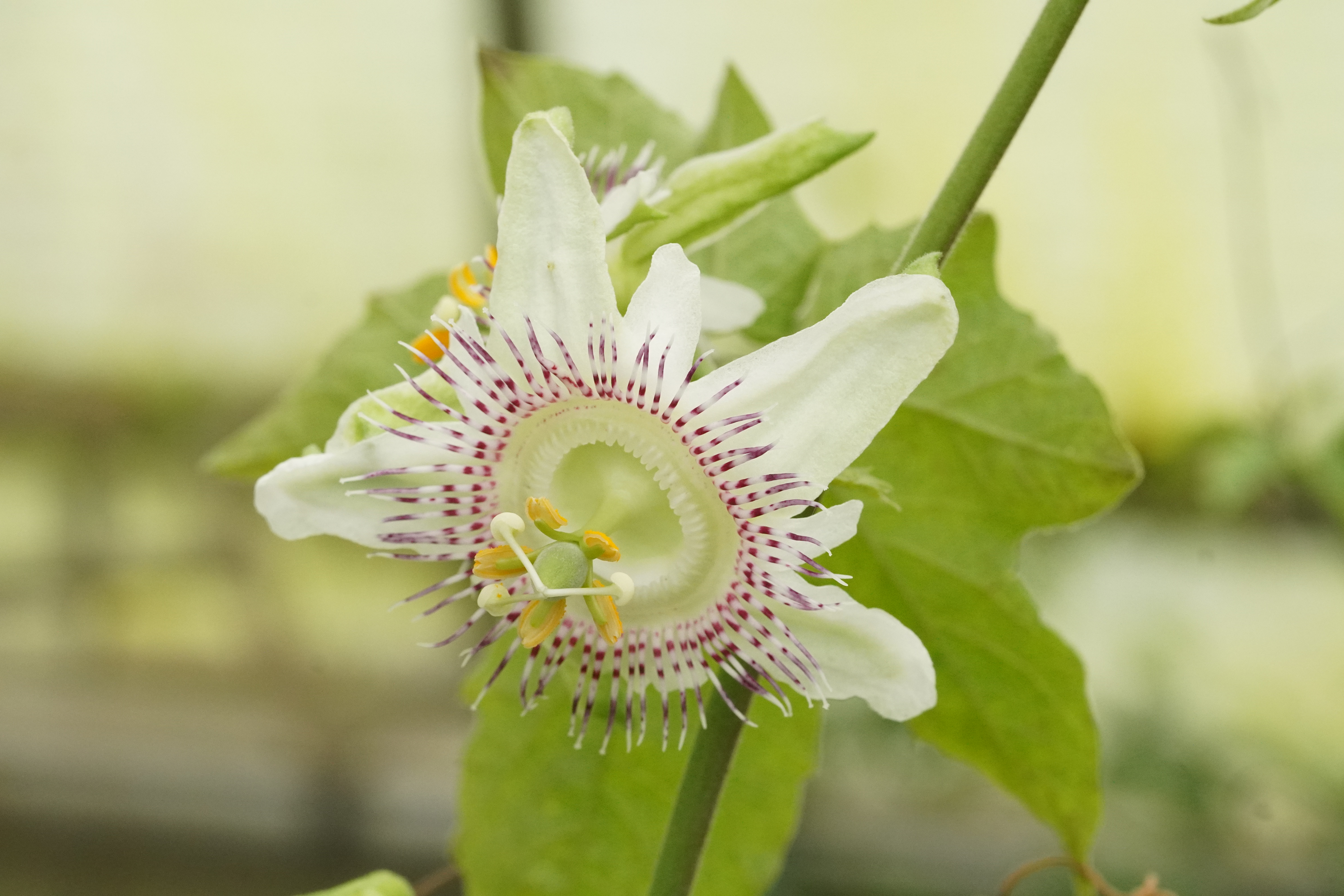 Passiflora adenopoda