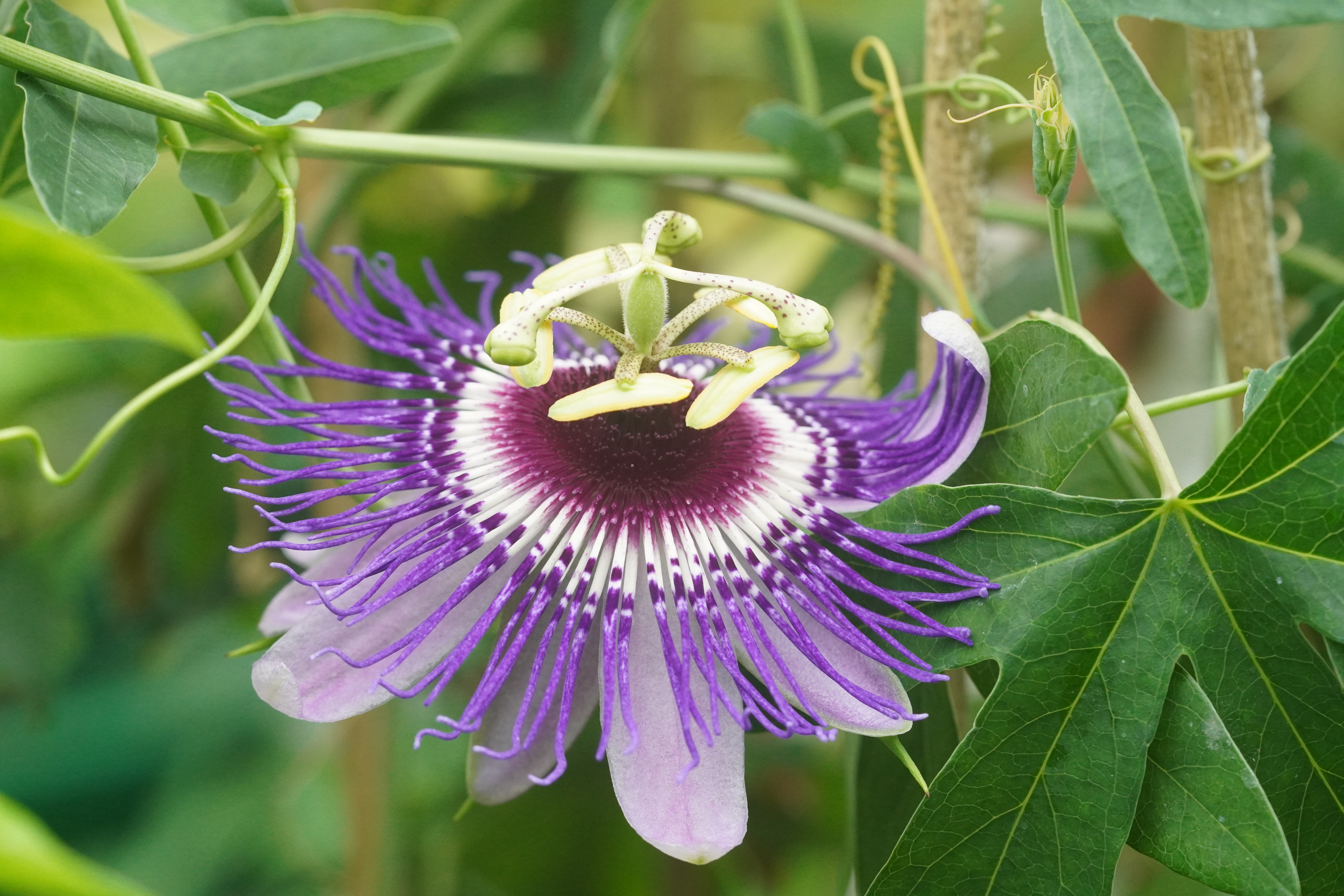 Passiflora 'Wilgen Marijke'
