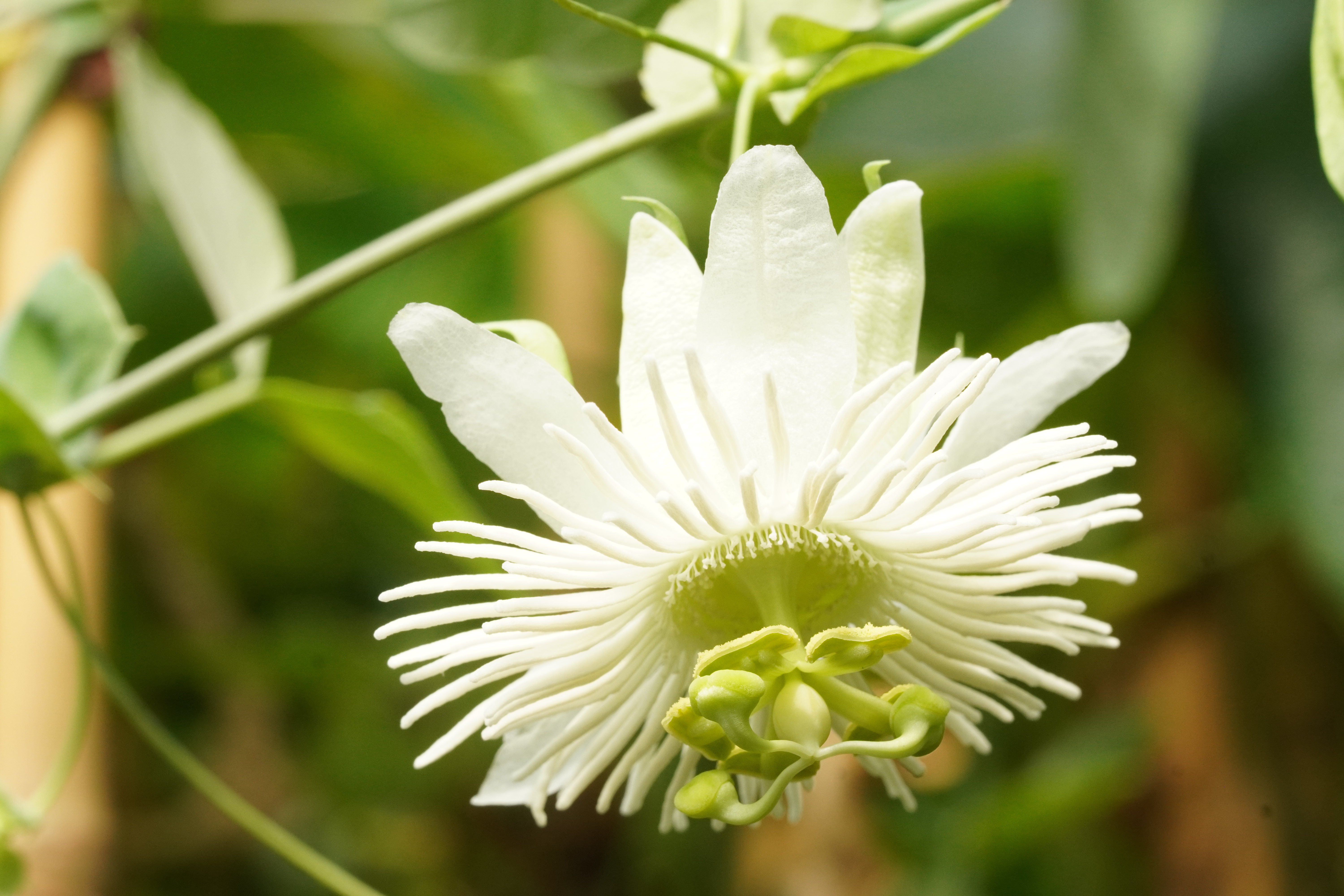Passiflora tucumanensis 'Alba'