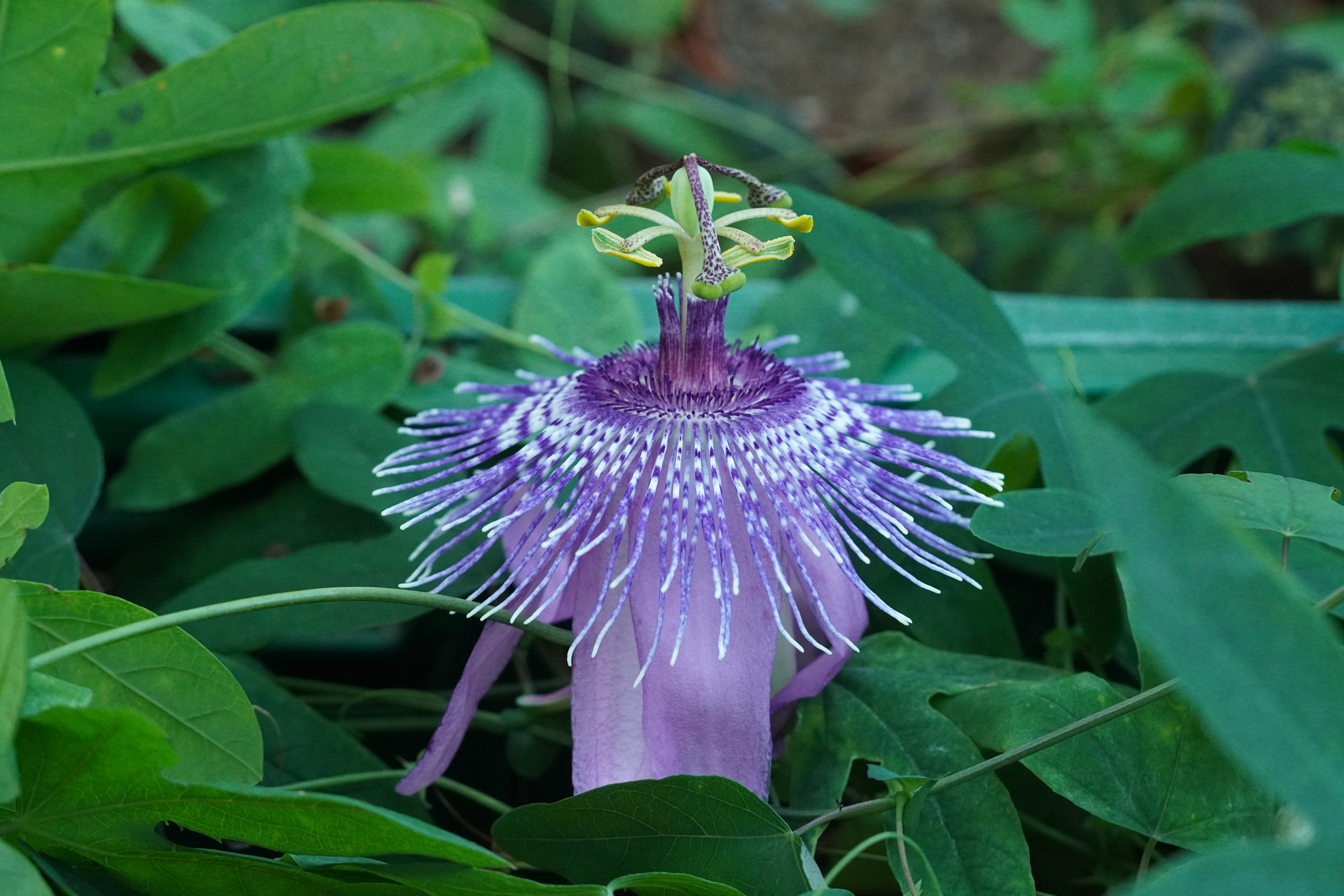 Passiflora 'Yarnick'