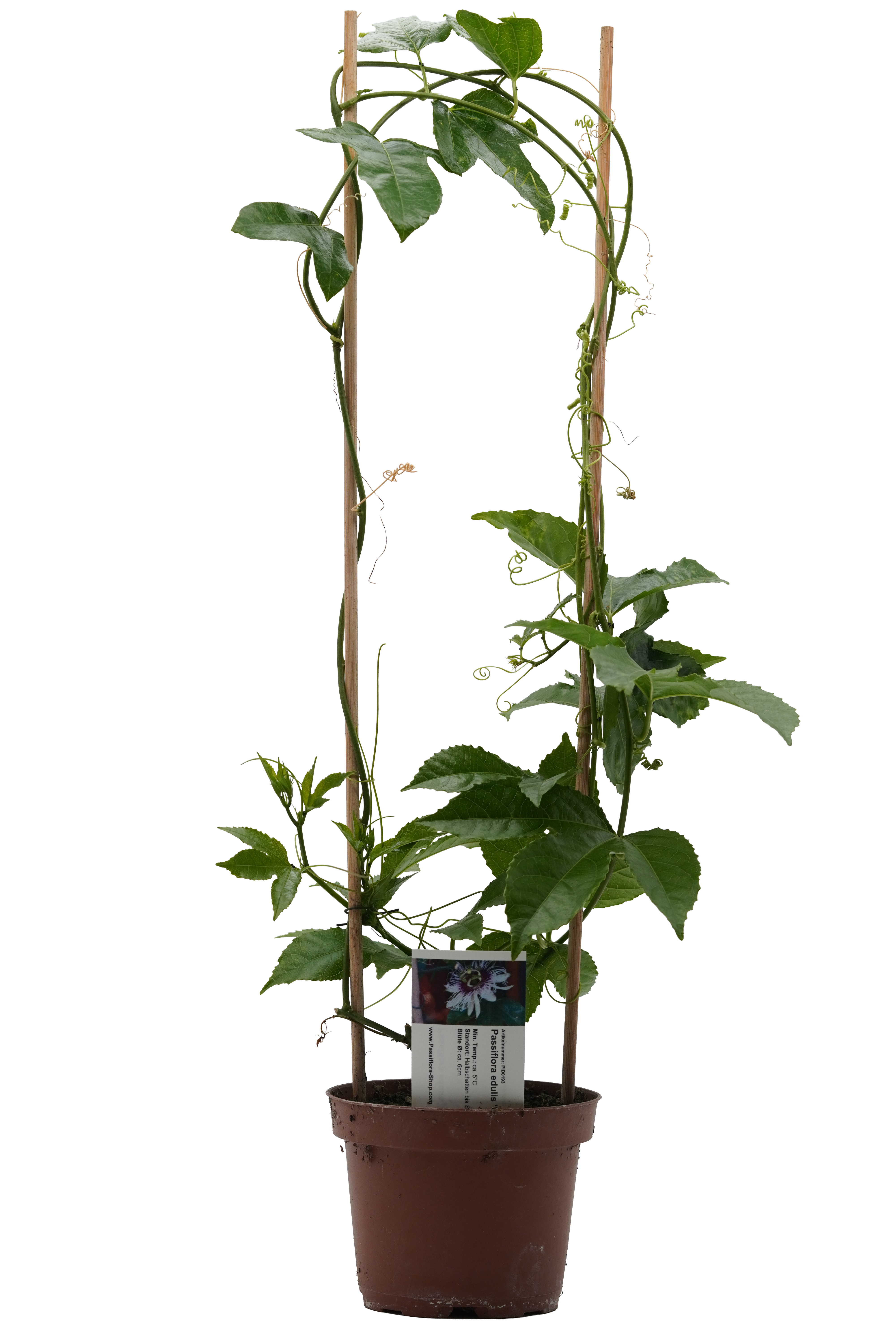 Passiflora edulis 'Laguna'