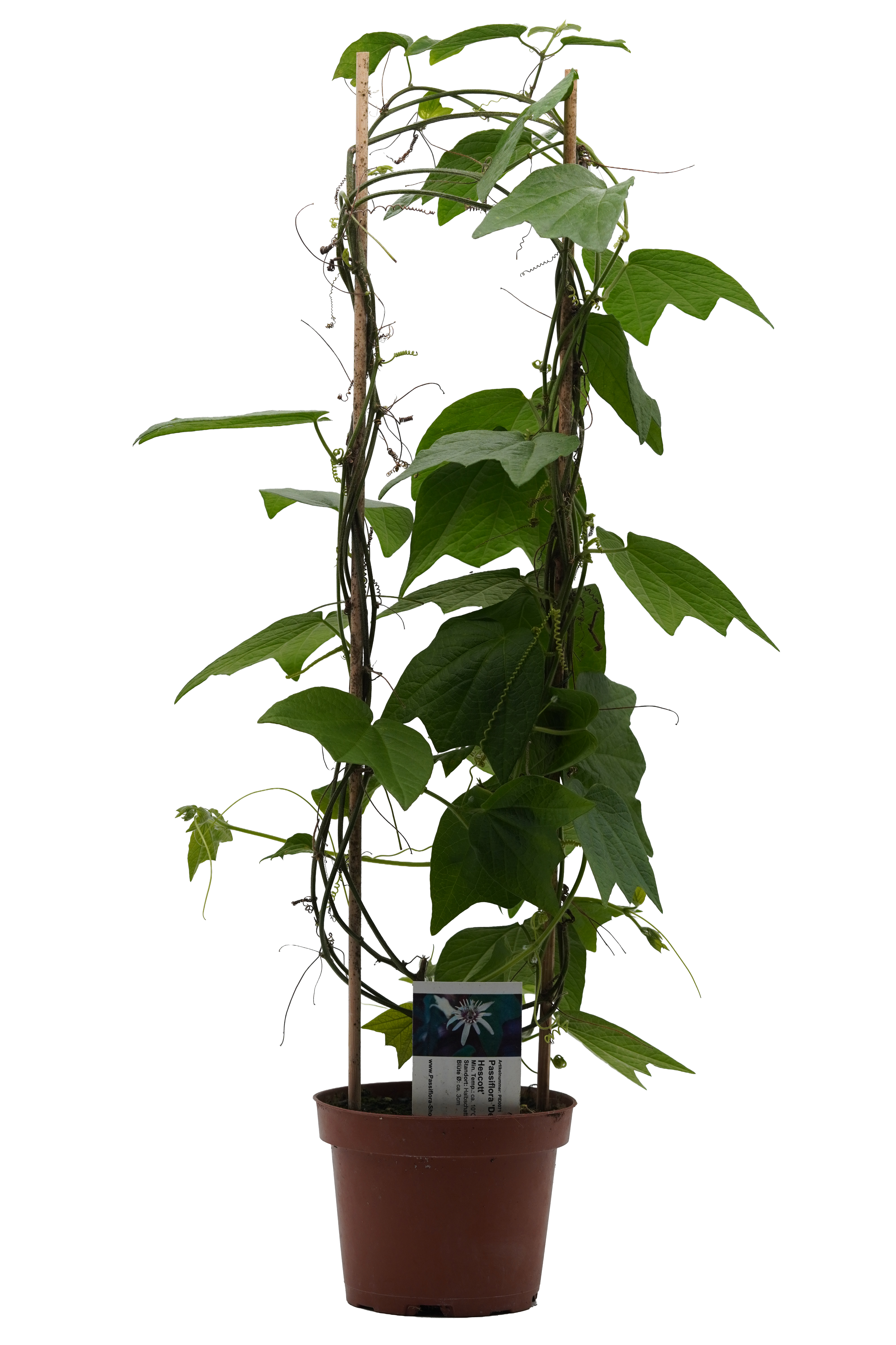 Passiflora 'Jayne T'