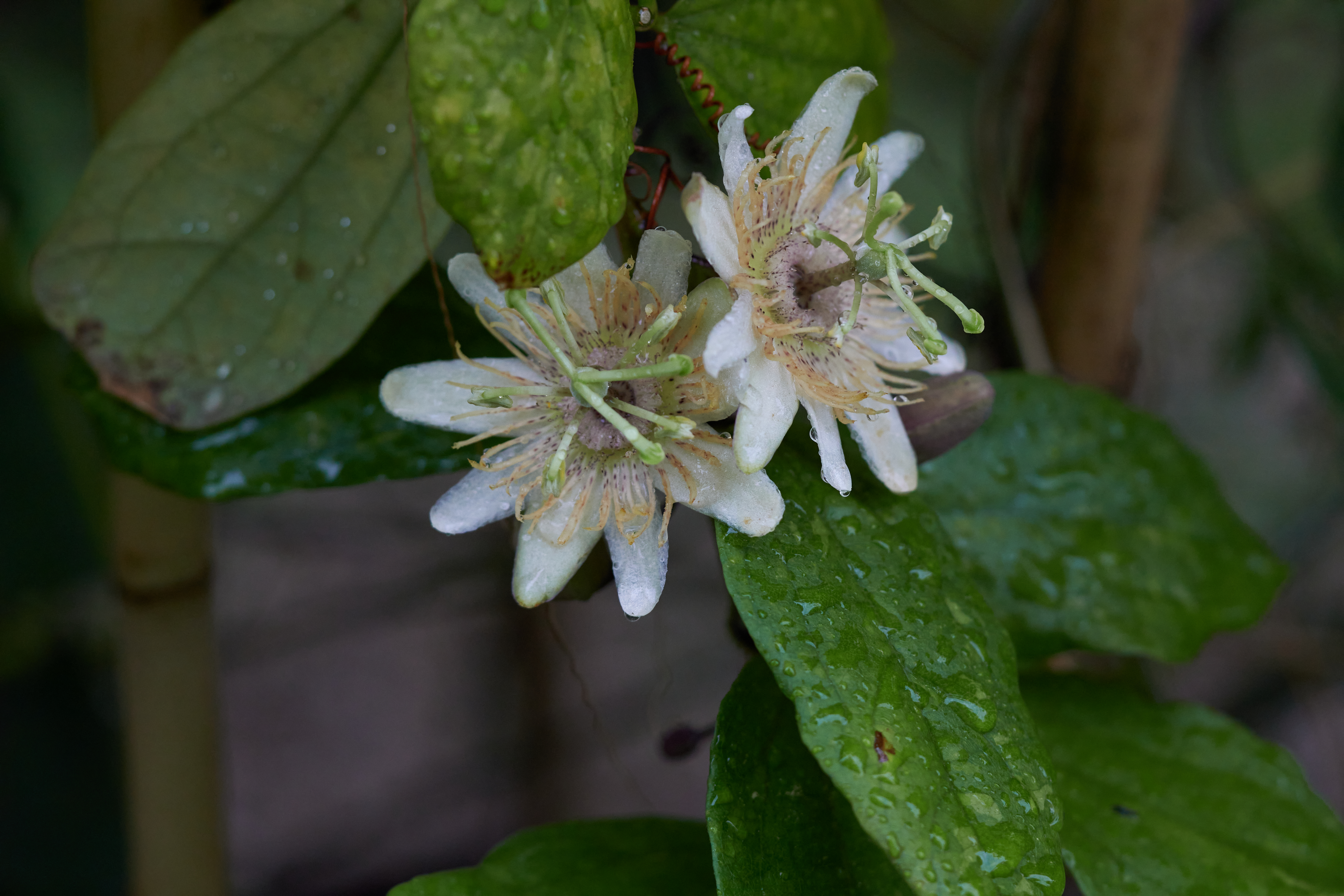 Passiflora jianfengensis