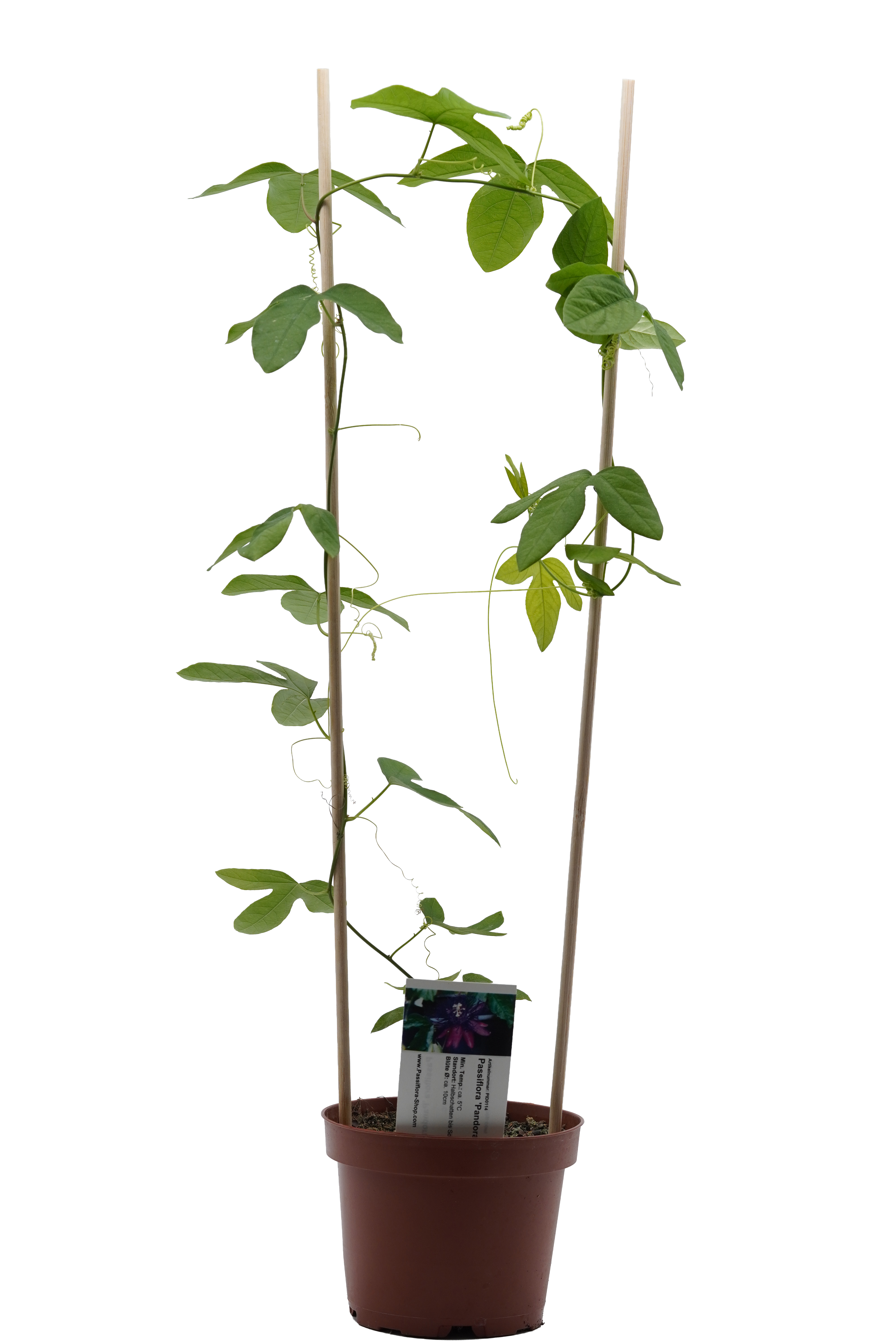 Passiflora 'Stefano Capitanio'