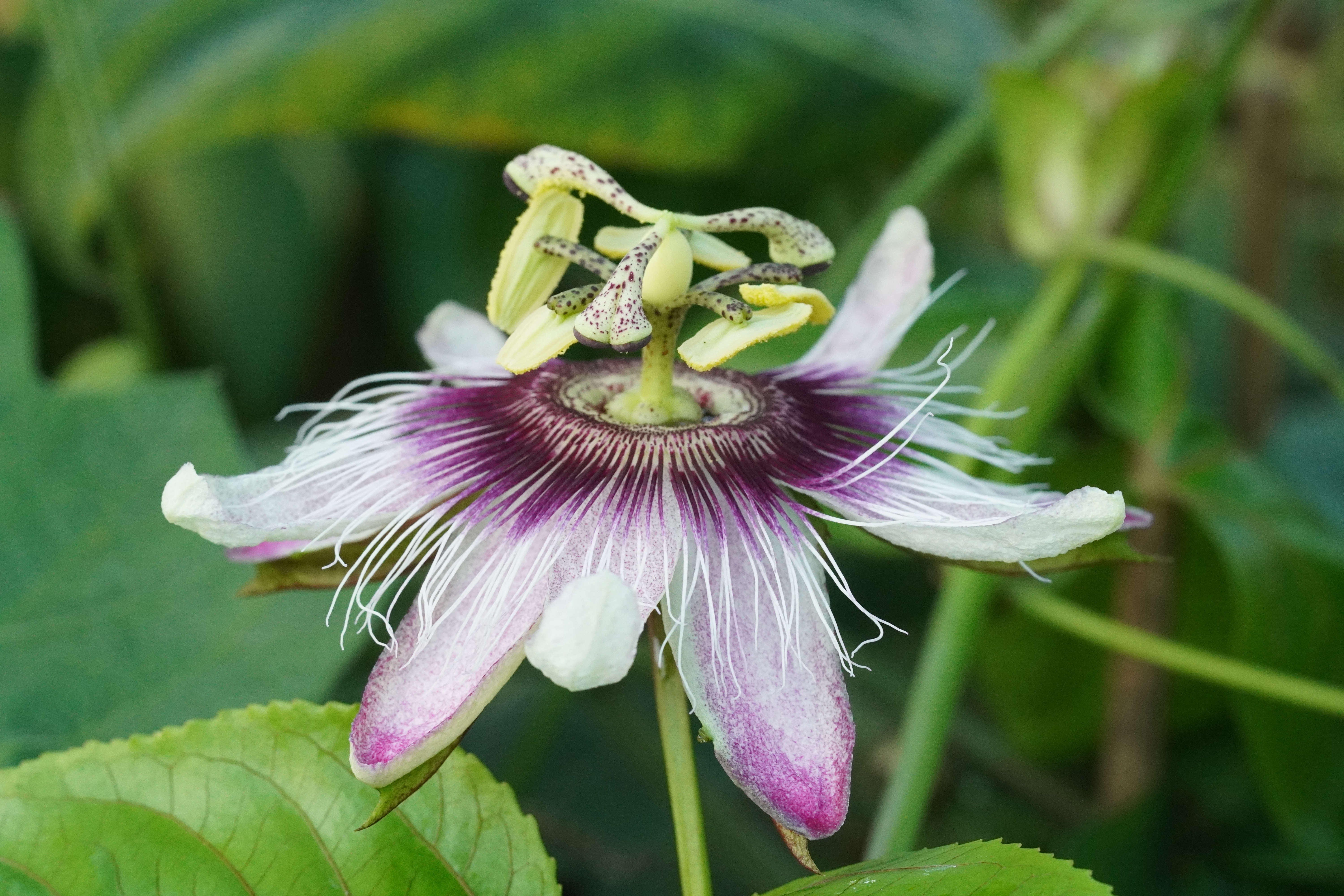 Passiflora edulis "x colvillii"