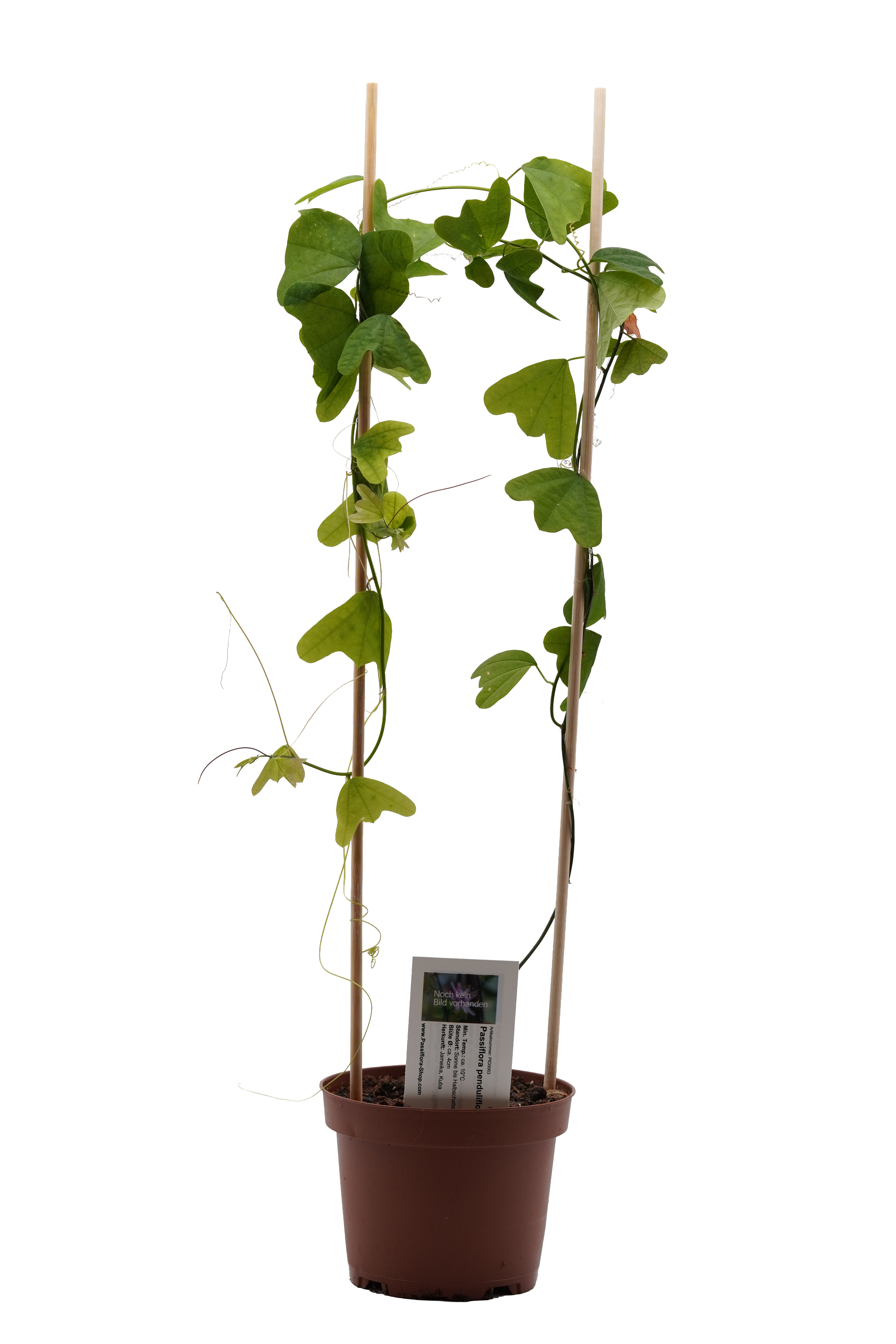Passiflora penduliflora