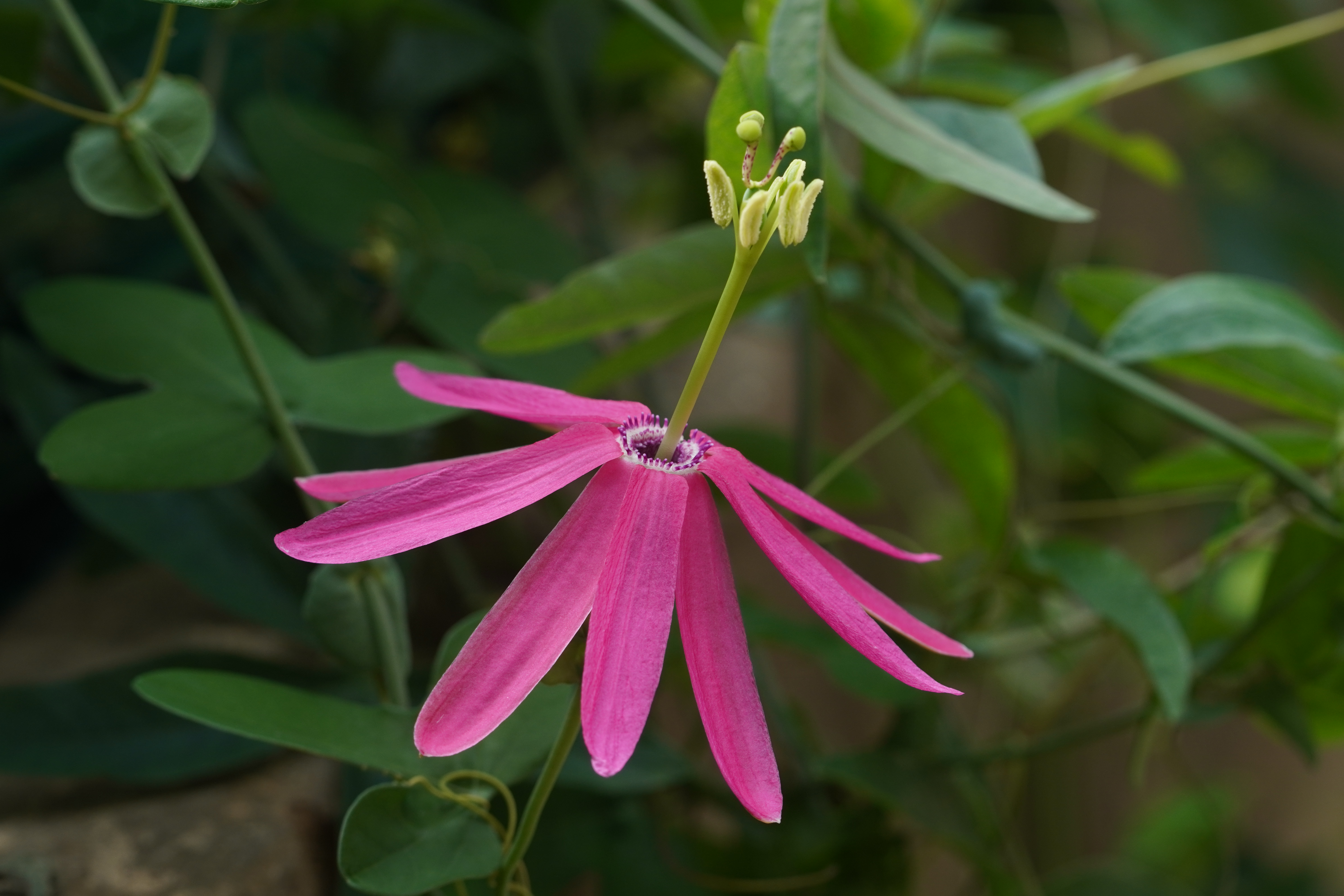 Passiflora reflexiflora