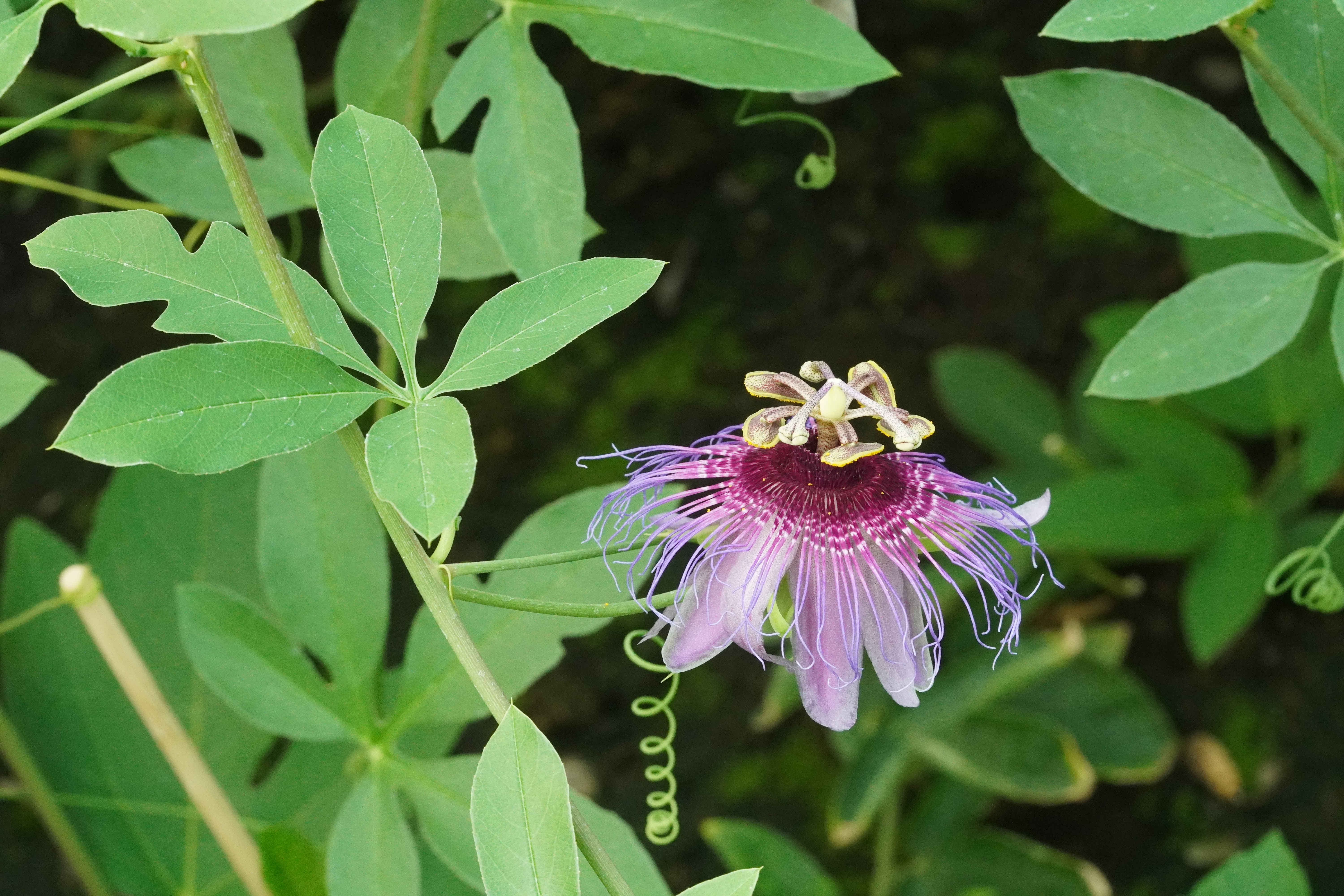 Passiflora cincinnata Bahia