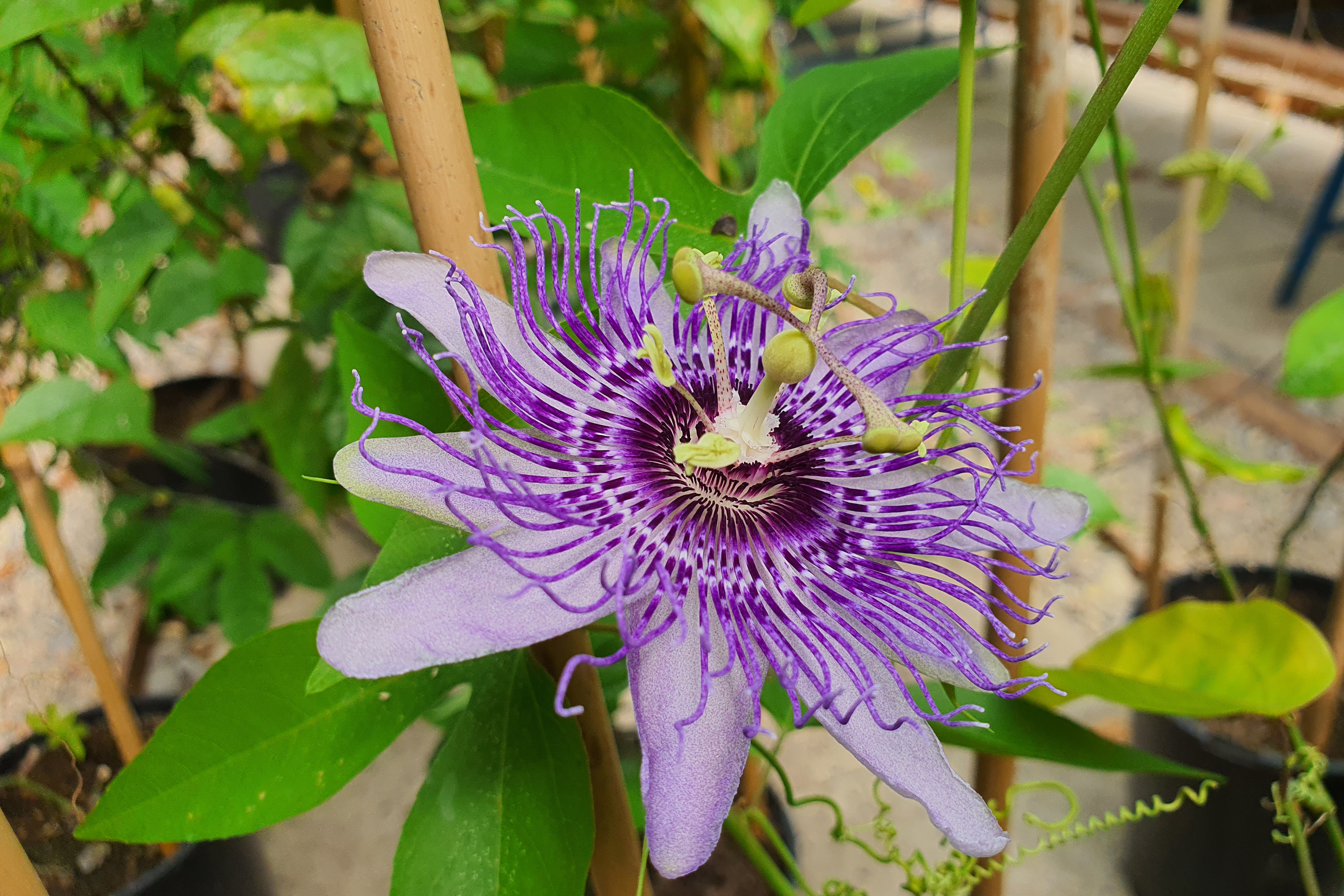 Passiflora 'Fata Serena'