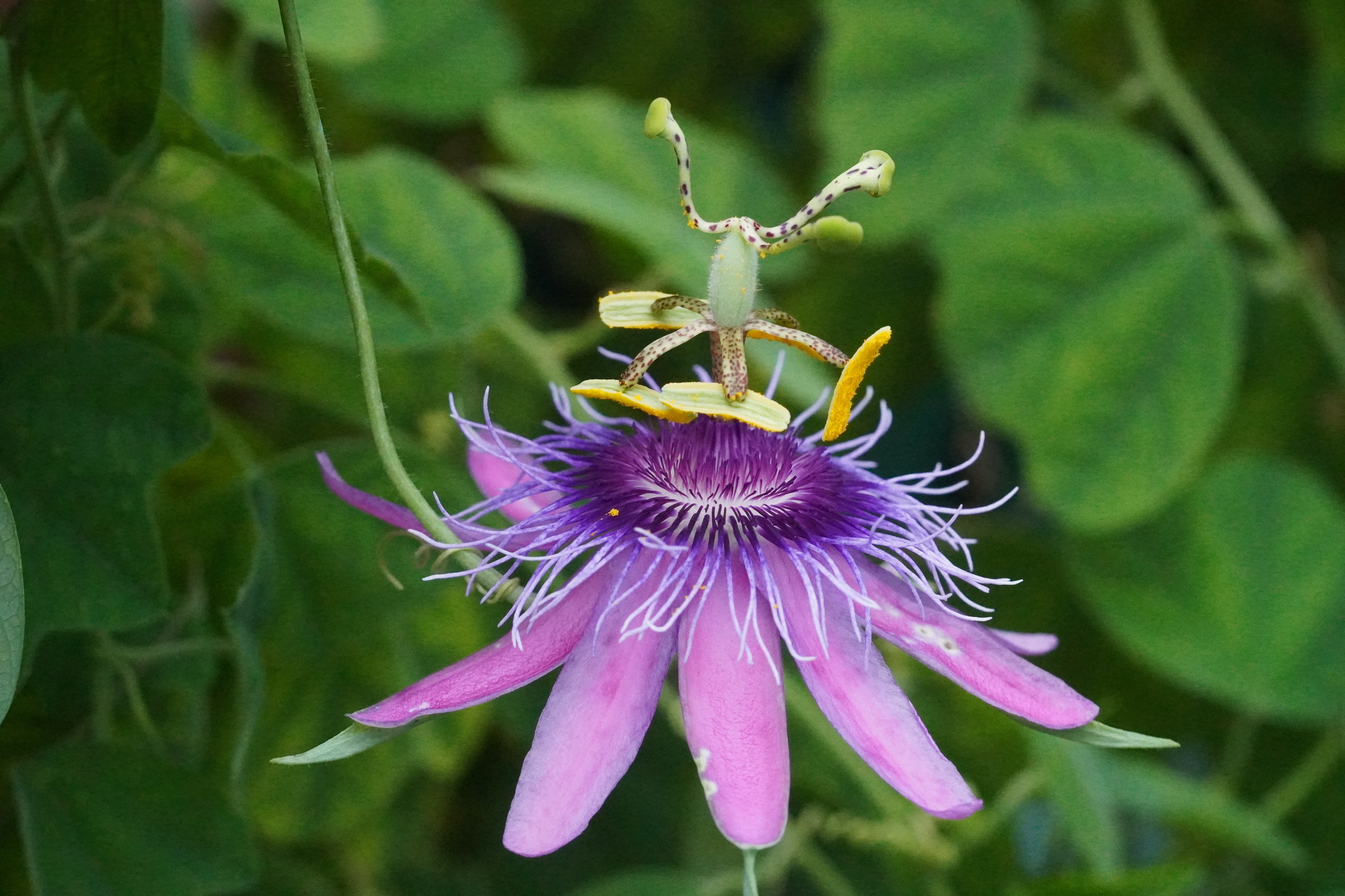 Passiflora amethystina 'Minas Gerais'