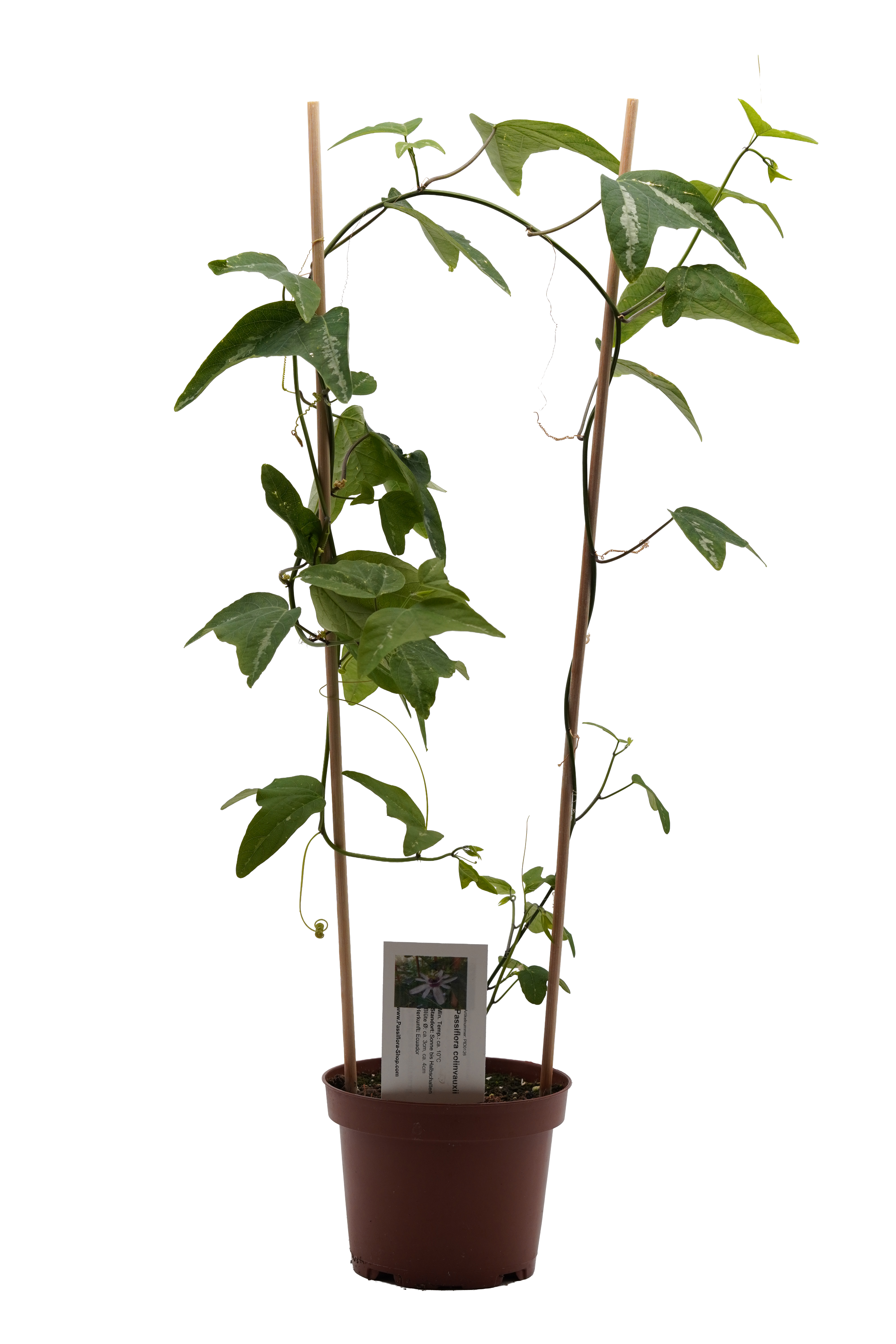 Passiflora colinvauxii