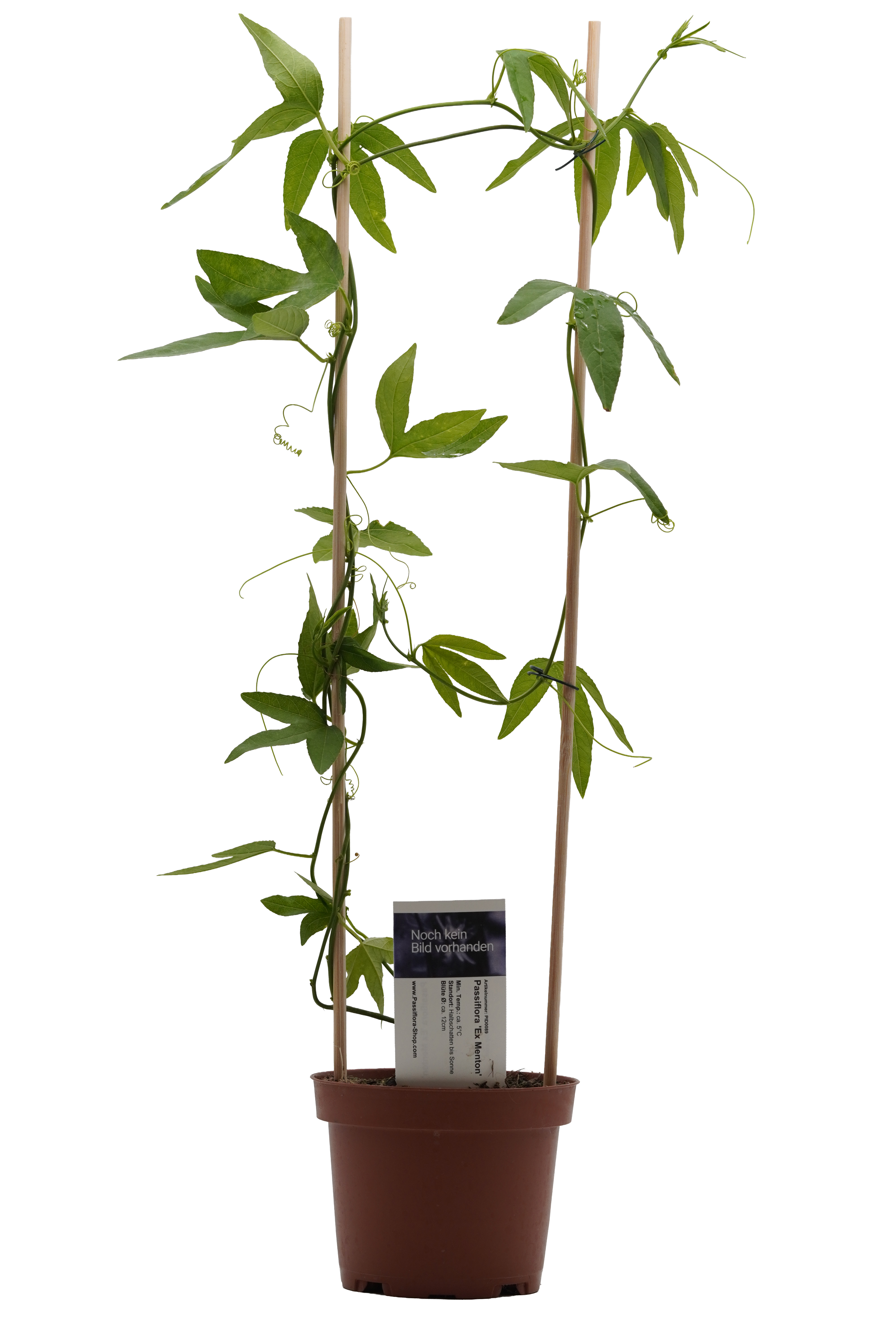 Passiflora 'Ex Menton'